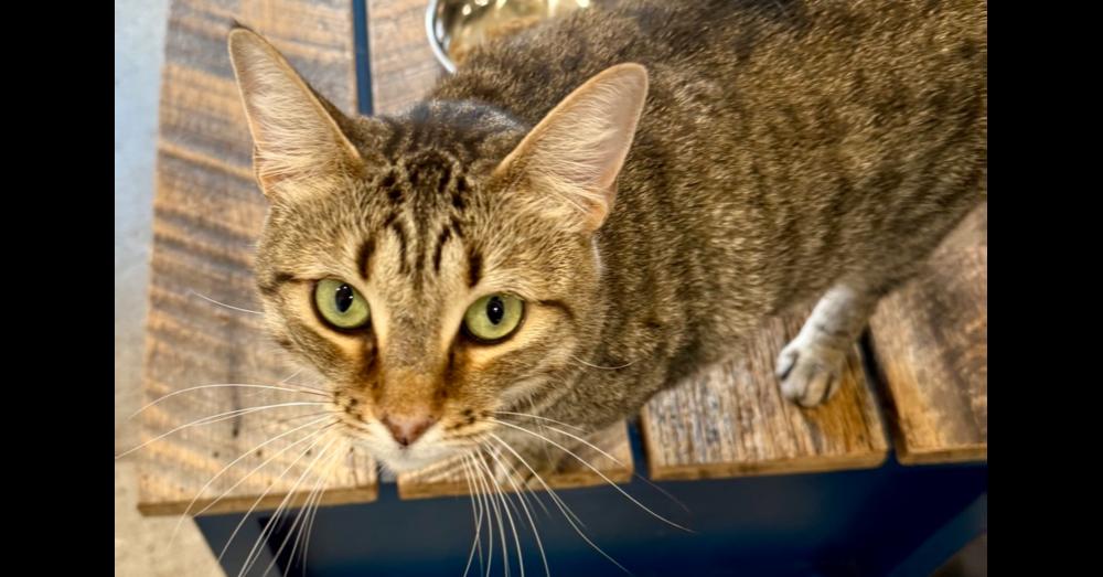 Enlarge Layla 5, a Adoptable mixed breed in Austin, TX image 2/4