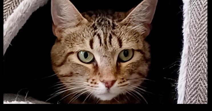 Enlarge Layla 5, a Adoptable mixed breed in Austin, TX image 3/4