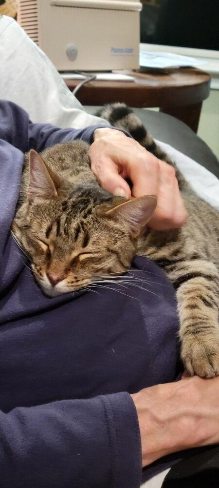 Enlarge Layla 5, a Adoptable mixed breed in Austin, TX image 4/4