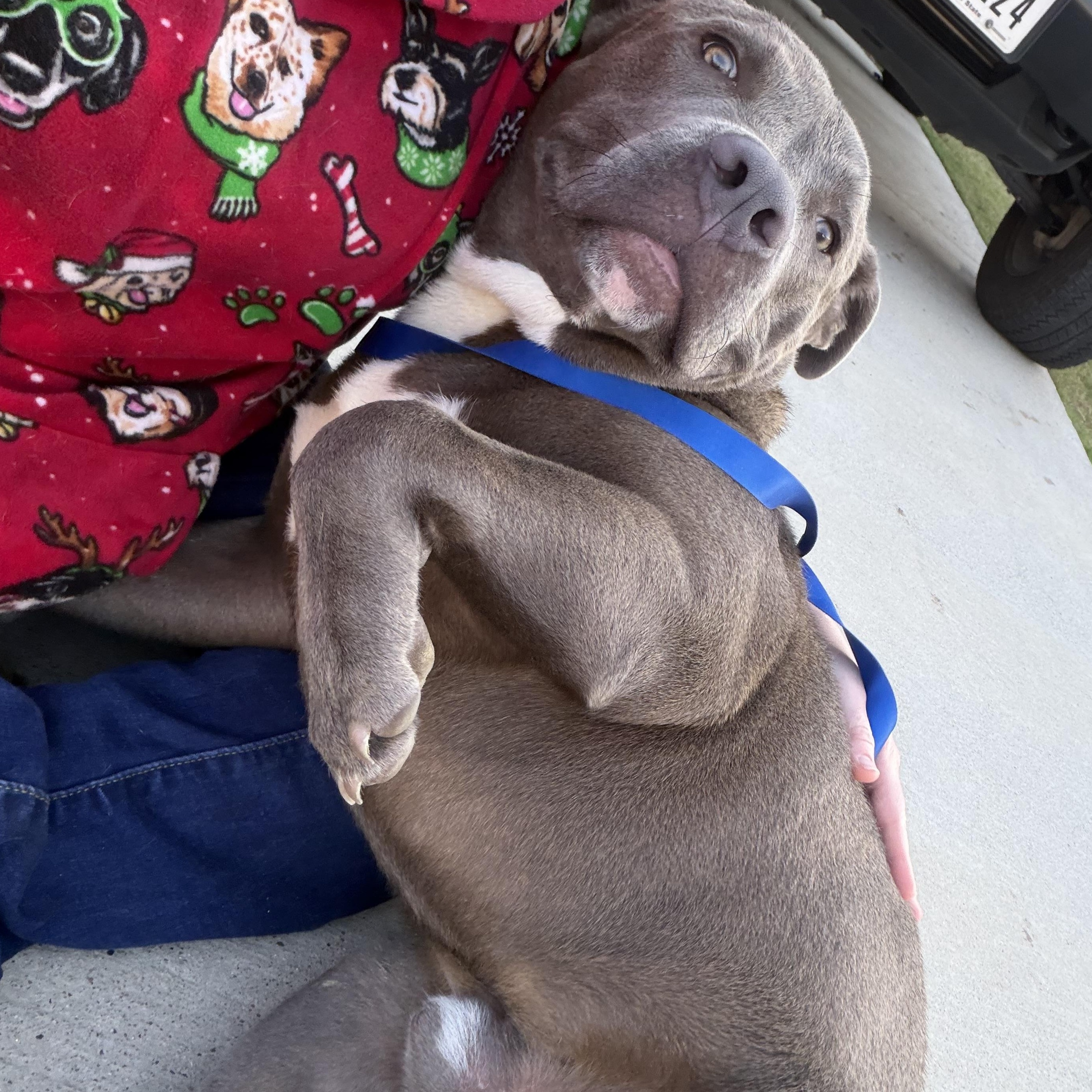 Courage, an adopted mixed breed in Denver, CO image 6/6