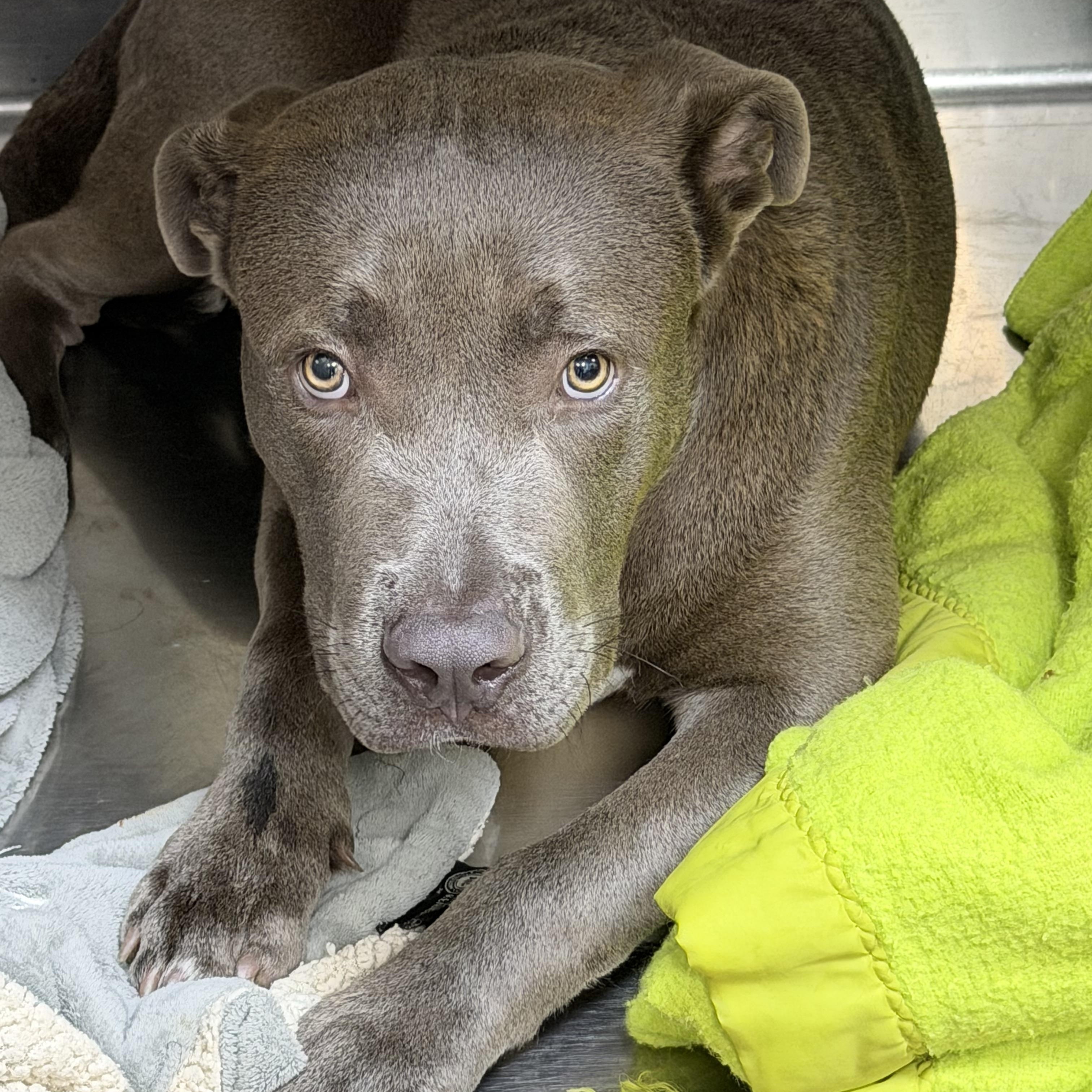 Courage, an adopted mixed breed in Denver, CO image 5/6