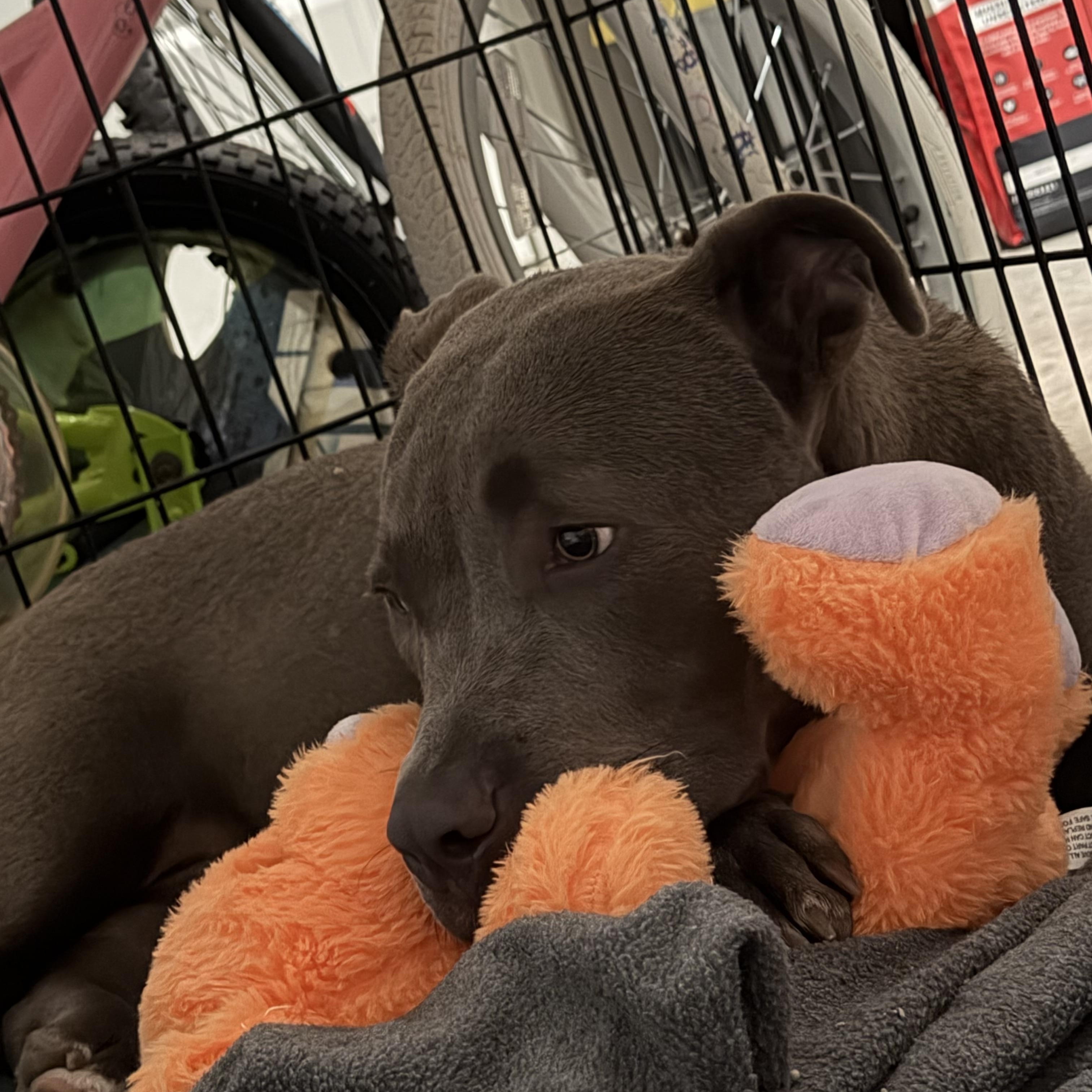 Courage, an adopted mixed breed in Denver, CO image 4/6