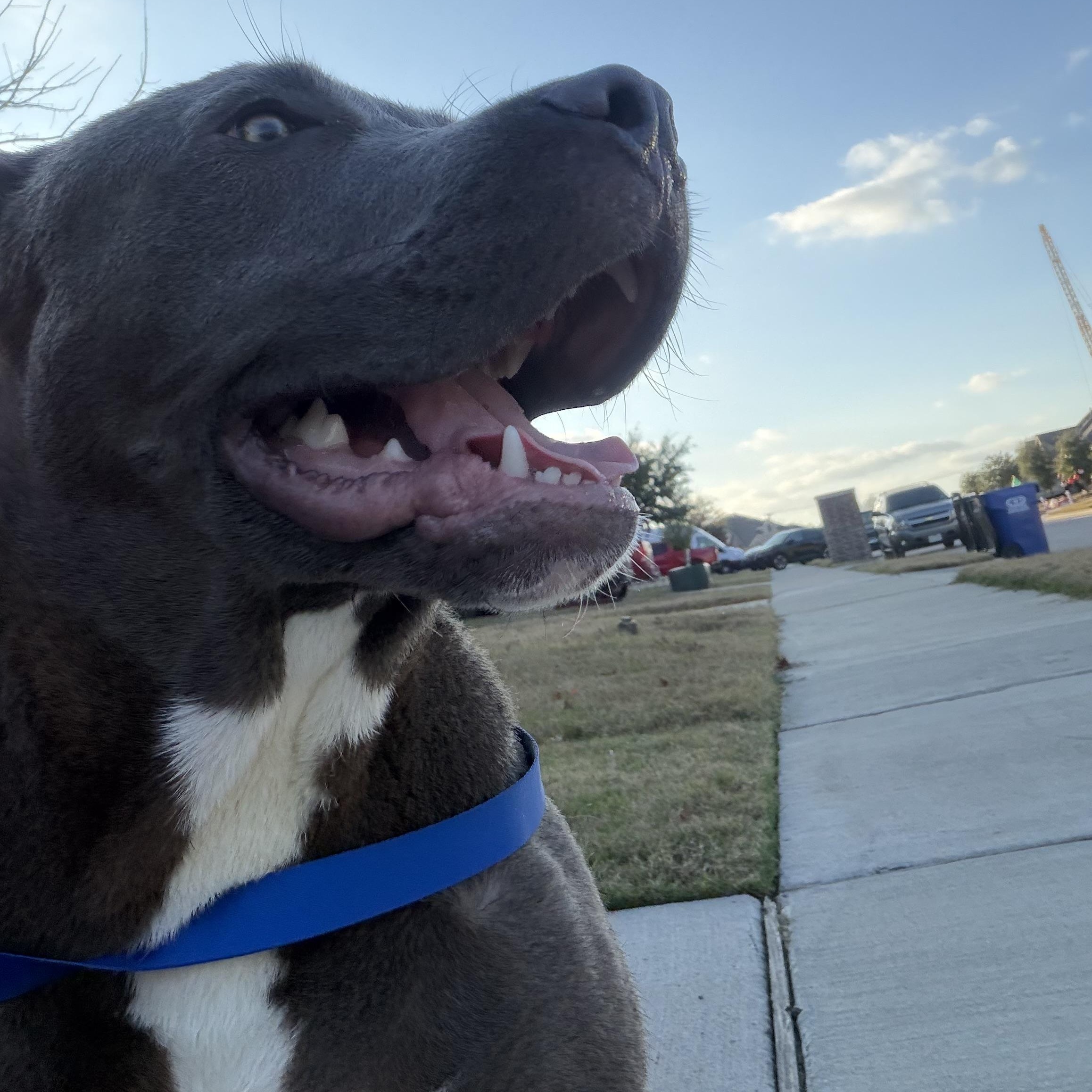 Courage, an adopted mixed breed in Denver, CO image 3/6