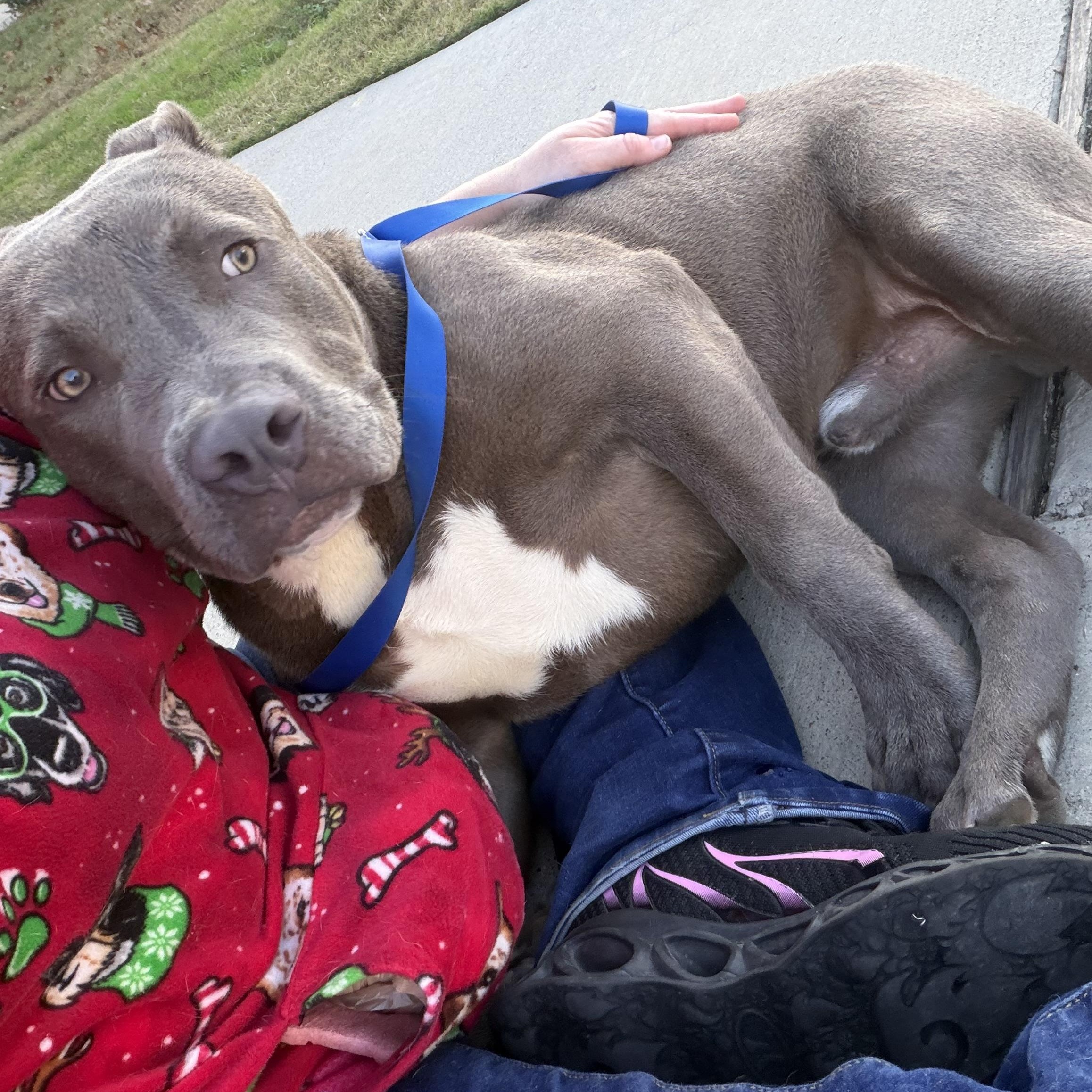 Courage, adopted, Young Male American Staffordshire Terrier.