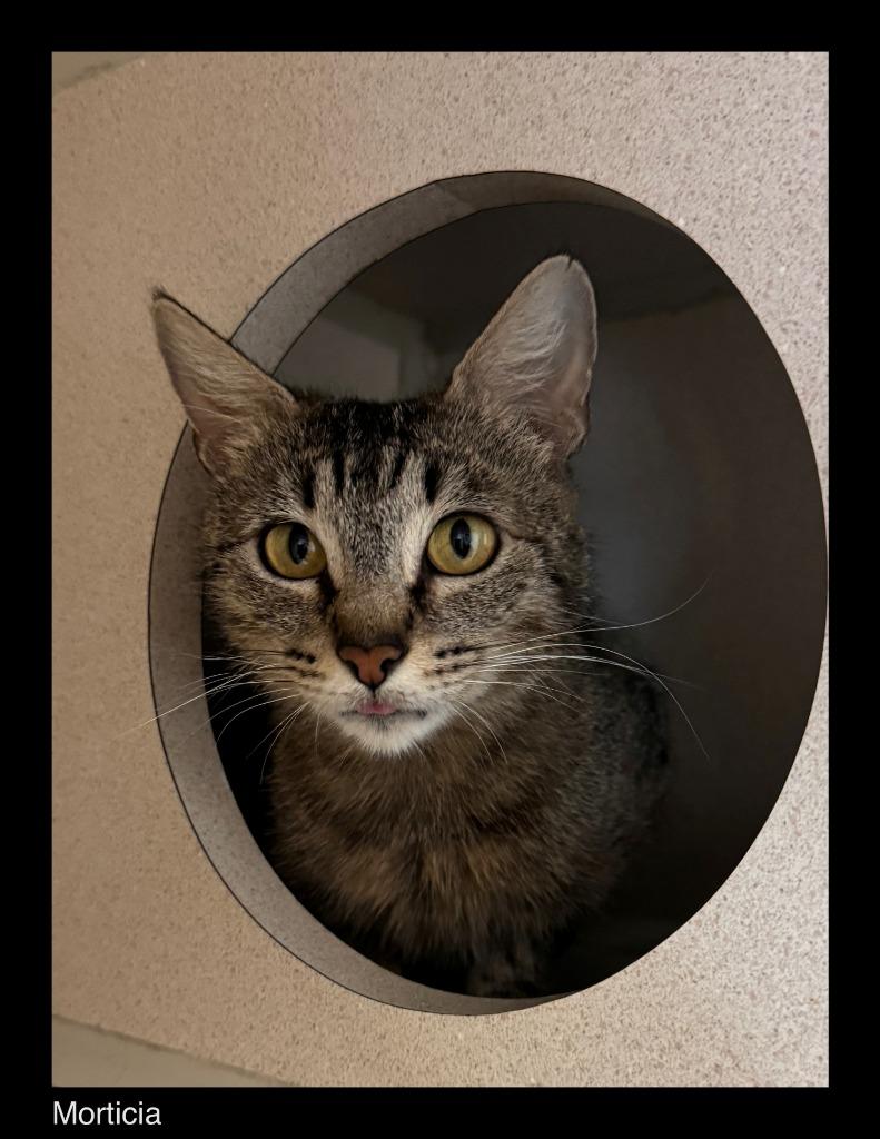 Enlarge Morticia, a Adoptable mixed breed in Chino Valley, AZ image 2/2