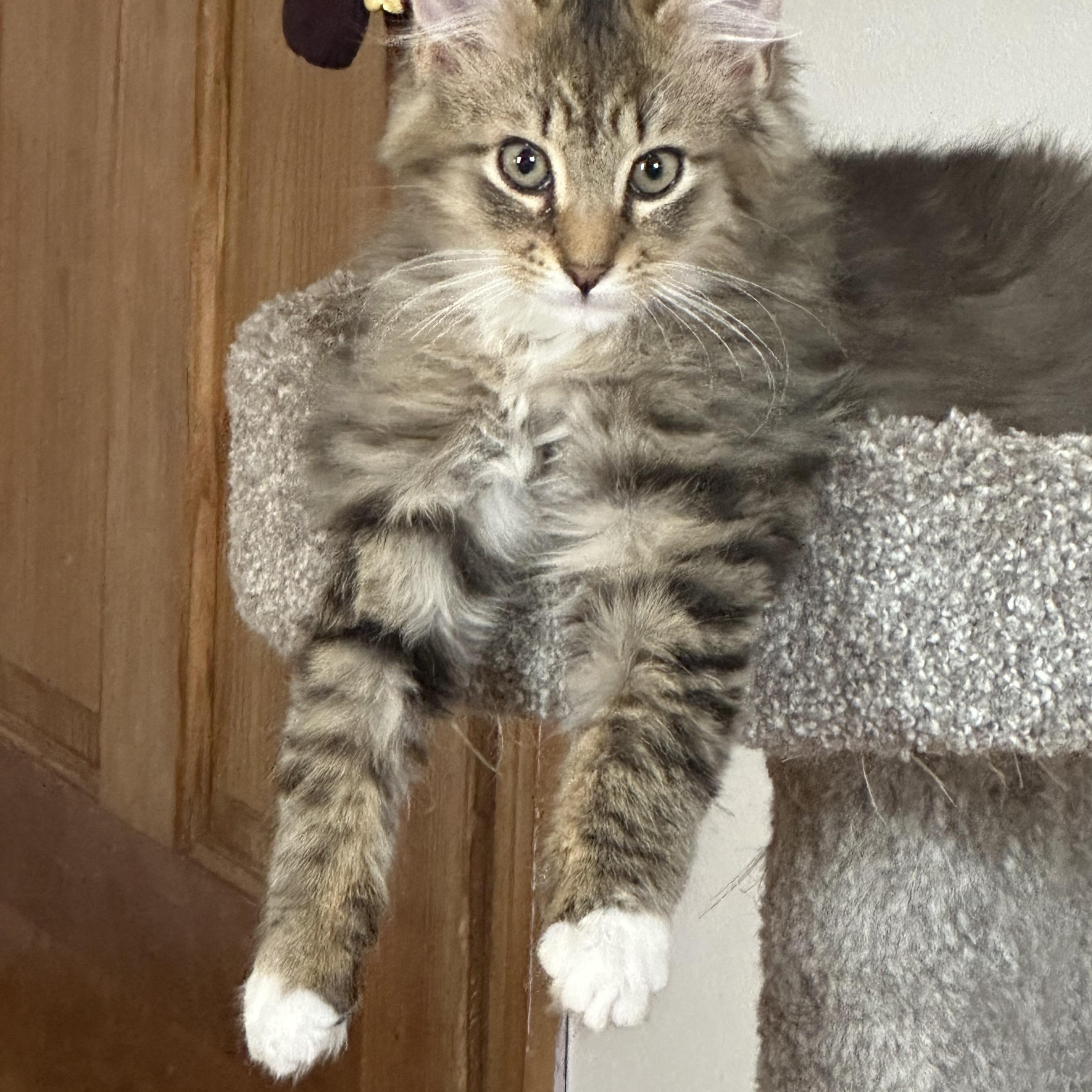 George, adopted, Kitten Male Maine Coon.