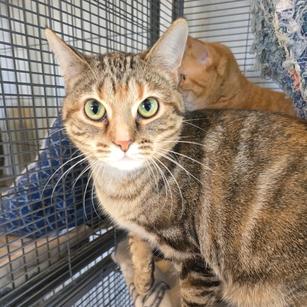 Nyla, Adoptable, Young Female Domestic Short Hair.