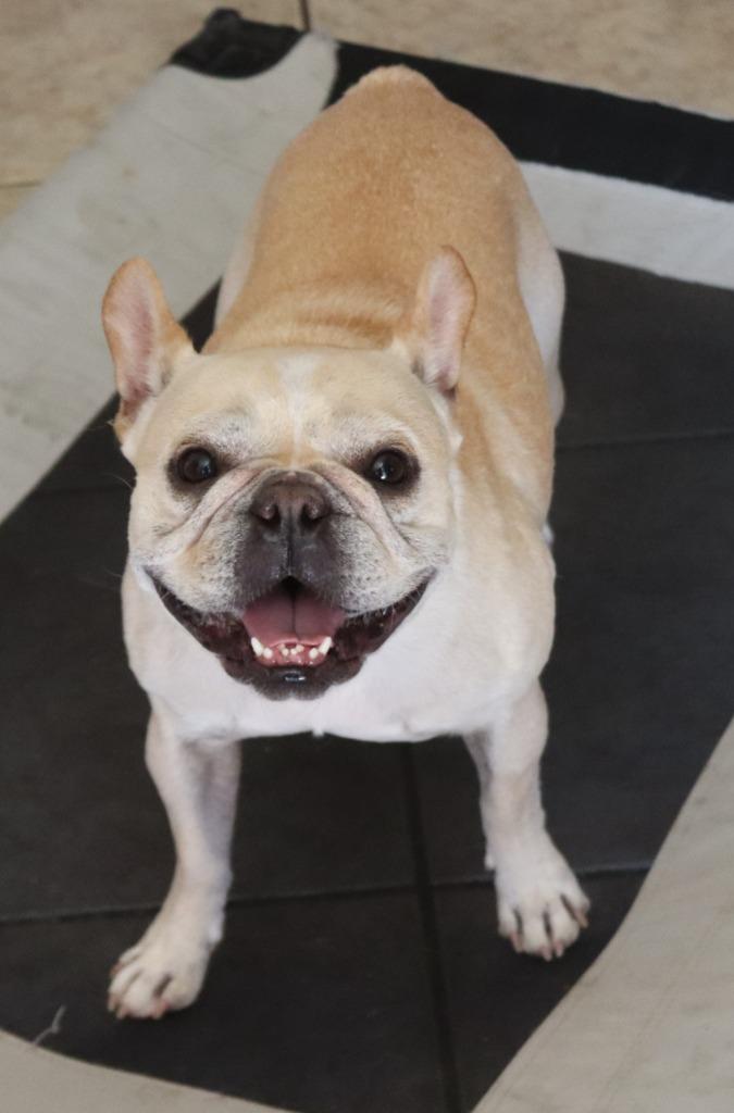Chapito, Adoptable, Adult Male French Bulldog.