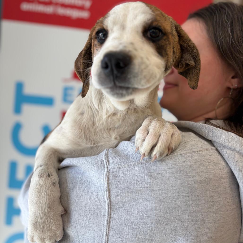 Trixie, Adoptable, Puppy Female Terrier.