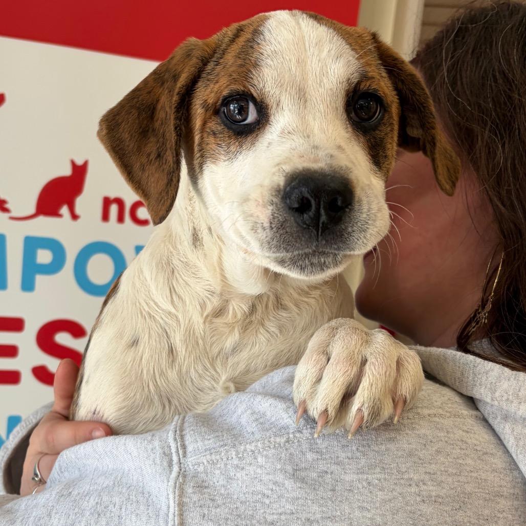 Enlarge Trixie, a Adoptable mixed breed in Morrisville, VT image 3/5