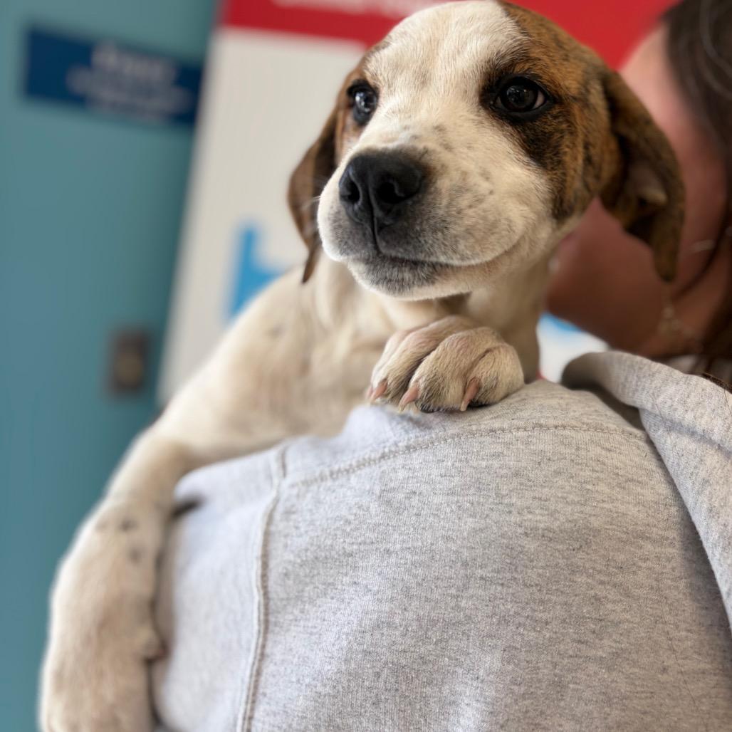 Enlarge Trixie, a Adoptable mixed breed in Morrisville, VT image 5/5