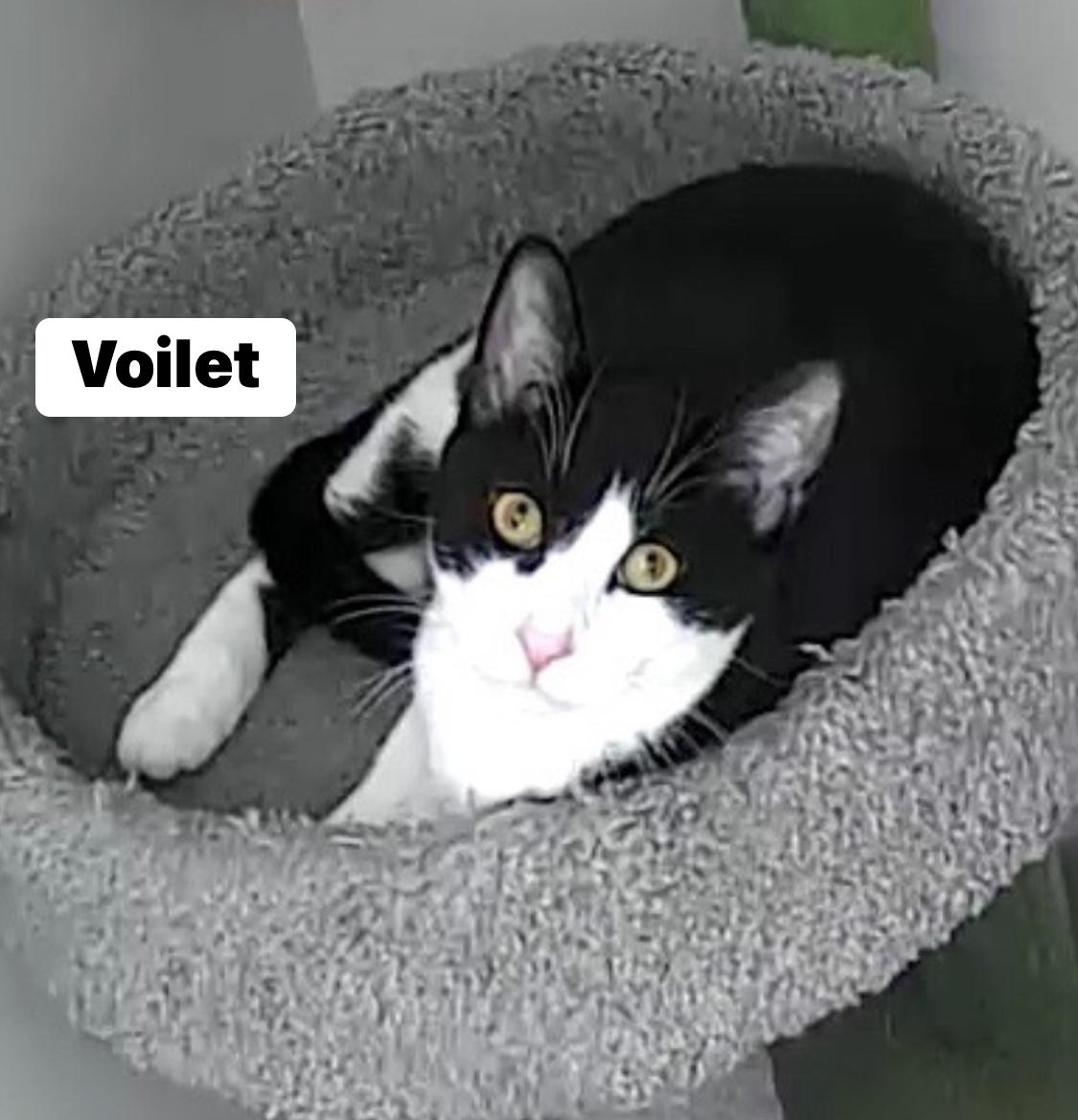 Violet, Adoptable, Kitten Female Domestic Short Hair.