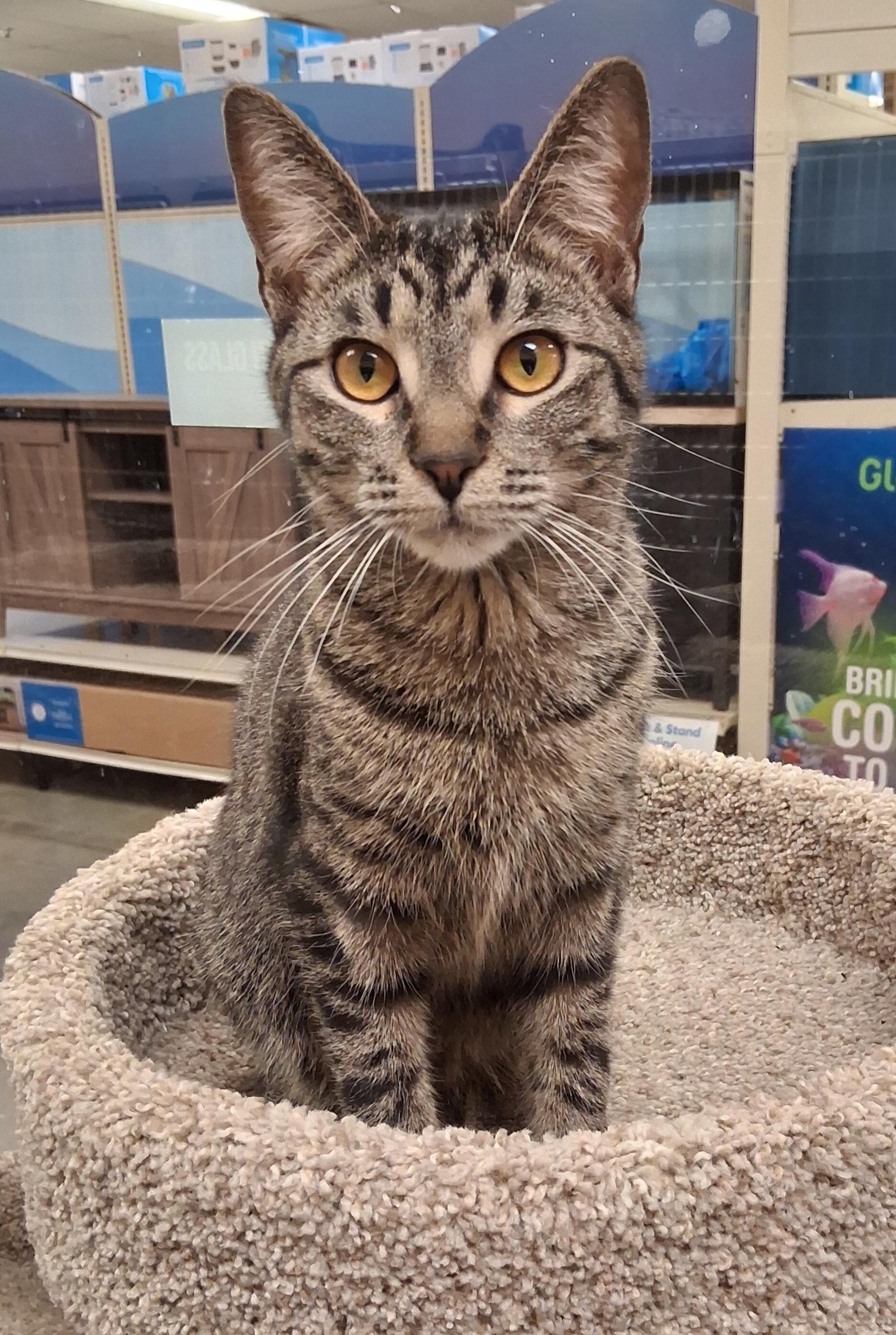 Enlarge Holiday, a ADOPTABLE Tabby in Lawrenceville, GA image 2/3