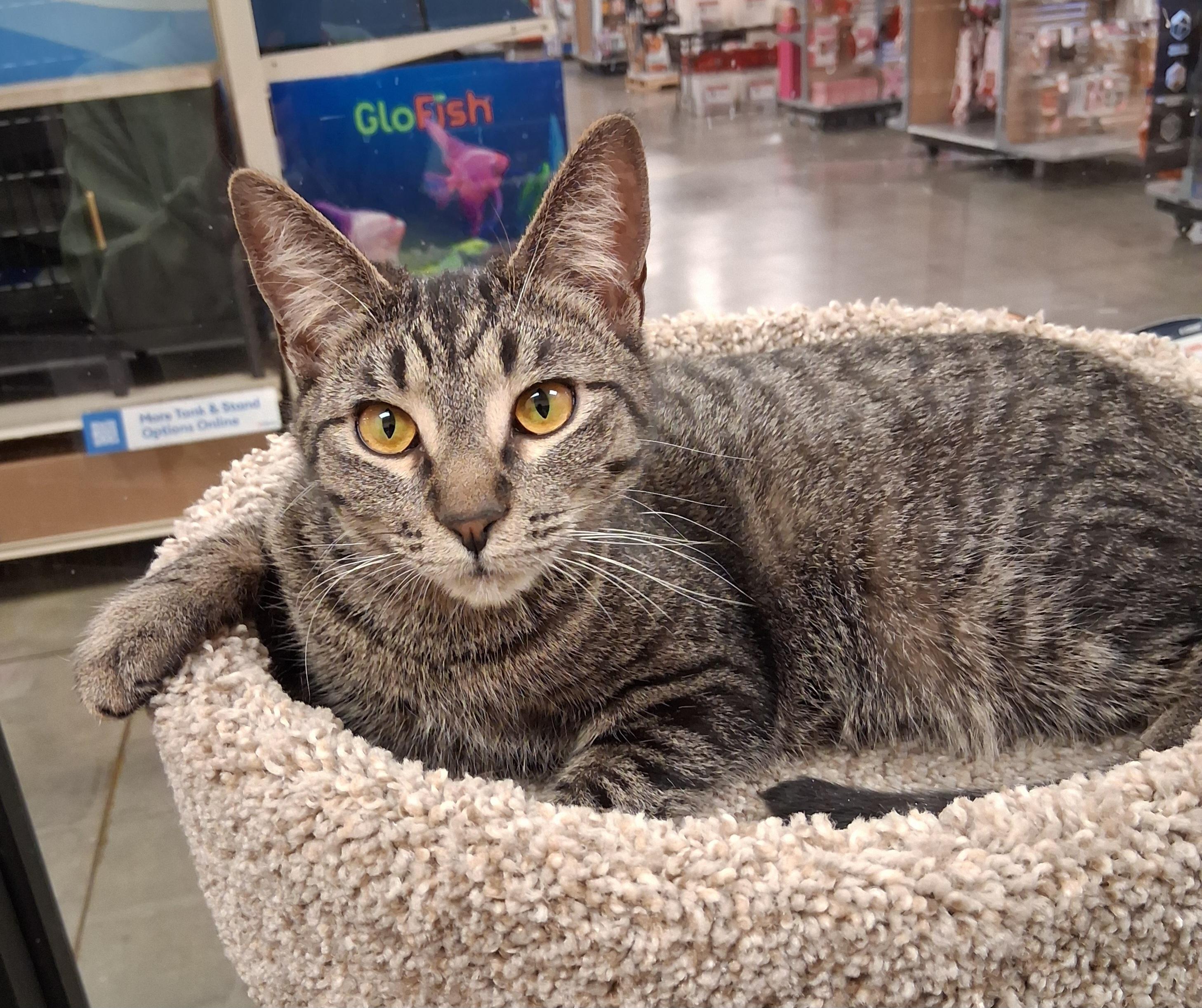 Holiday, ADOPTABLE, Young Female Tabby.