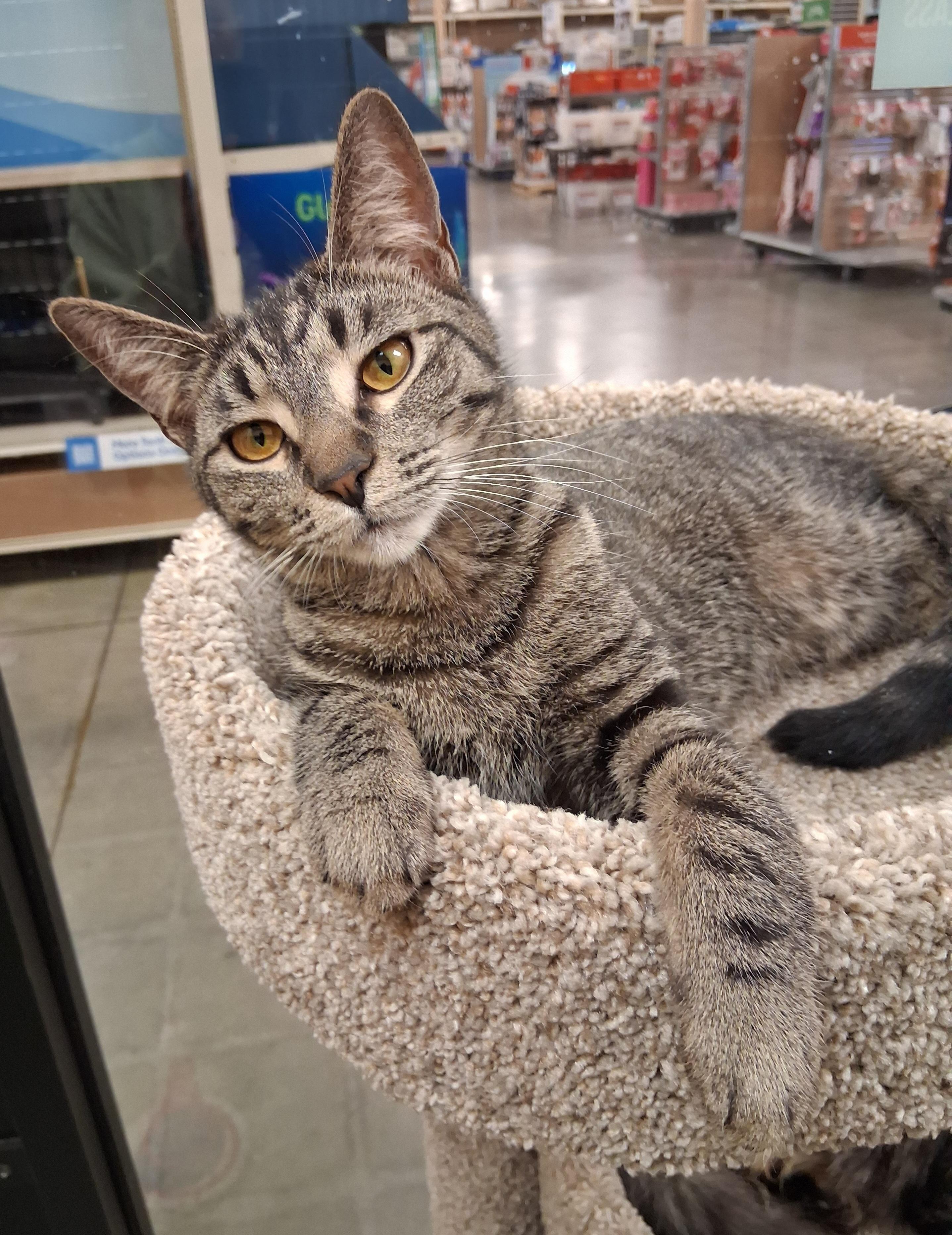 Enlarge Holiday, a ADOPTABLE Tabby in Lawrenceville, GA image 3/3