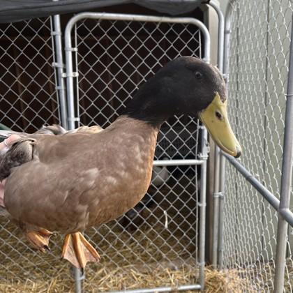 Charlie, Adoptable, Adult Male Duck & Duck.