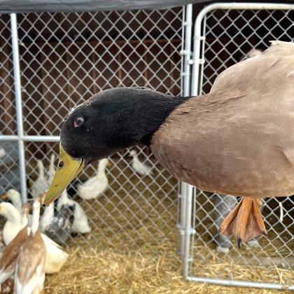 Charlie, a Adoptable Duck in Quakertown, PA image 2/3