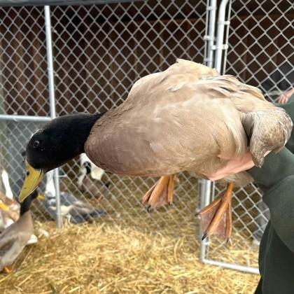 Charlie, a Adoptable Duck in Quakertown, PA image 3/3