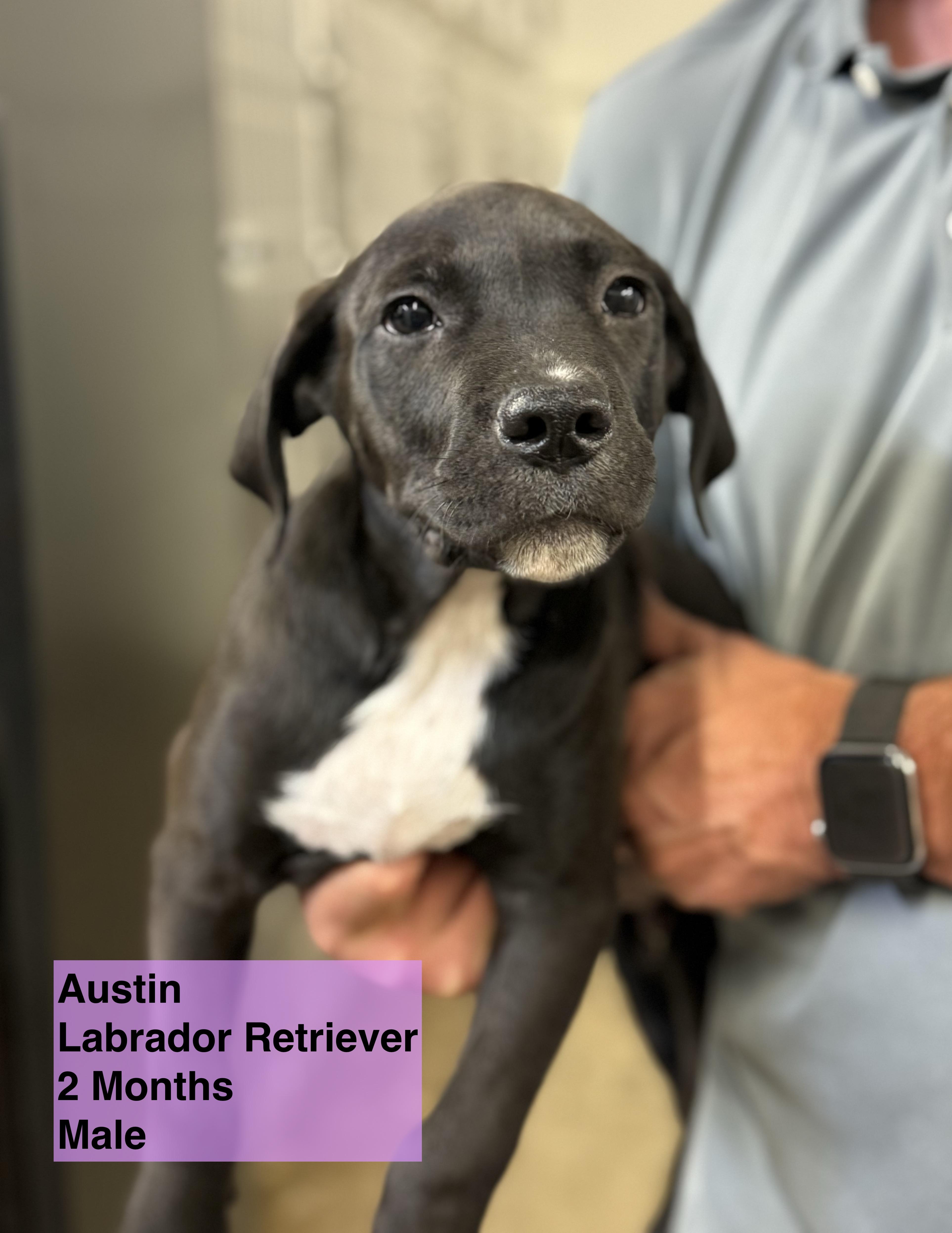 Austin, Adoptable, Young Male Black Labrador Retriever.