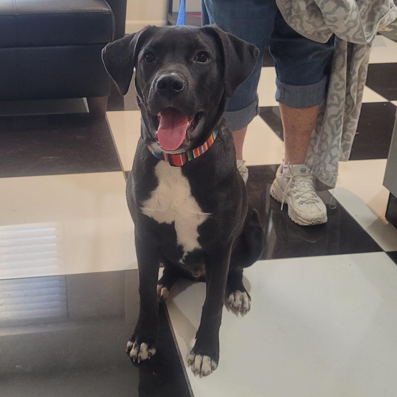 Enlarge Austin, an adoptable Black Labrador Retriever in Blue Springs, MO image 1/1