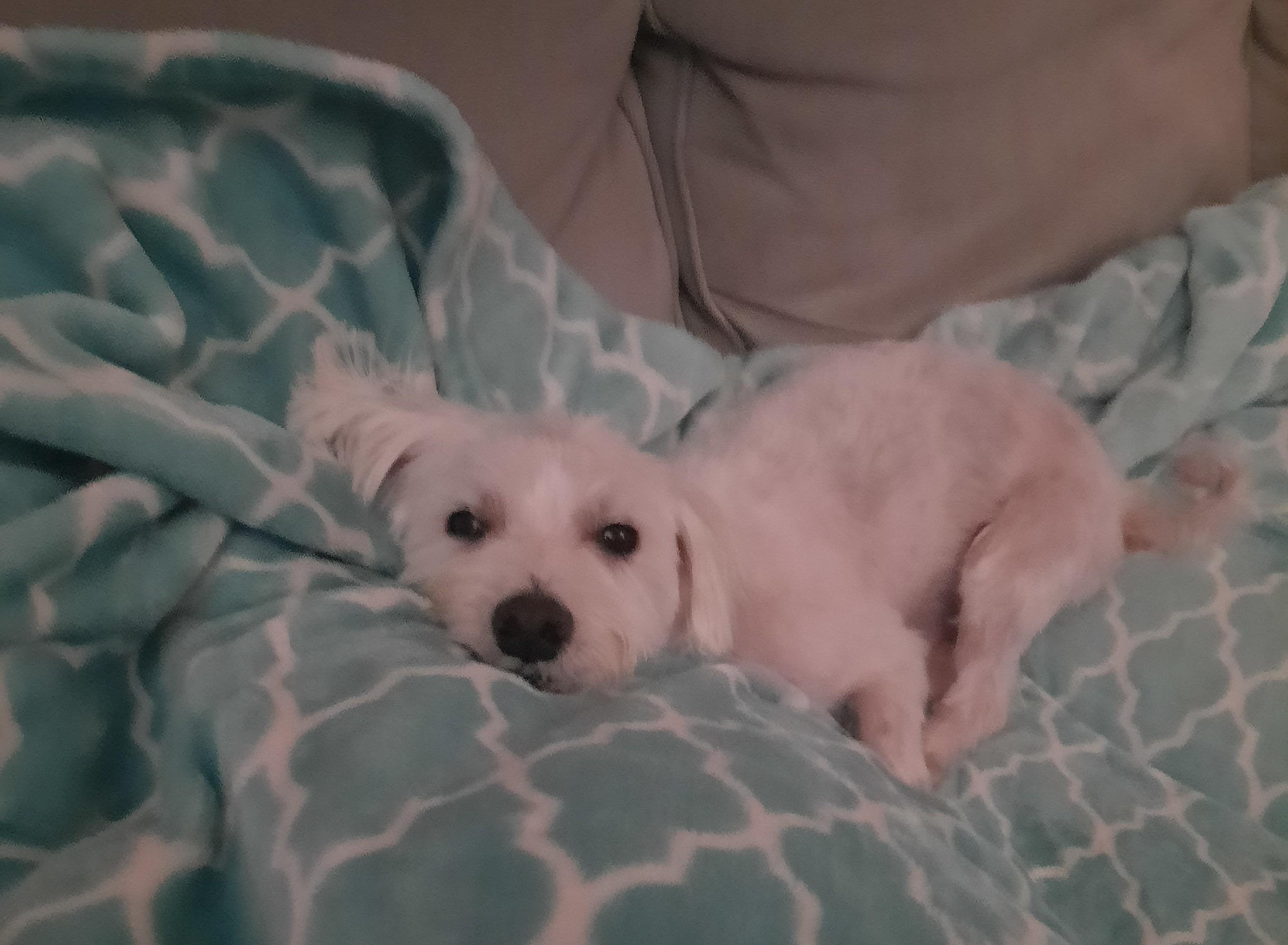 Newton, an adoptable Morkie in Bradenton, FL, 34208 | Photo Image 4