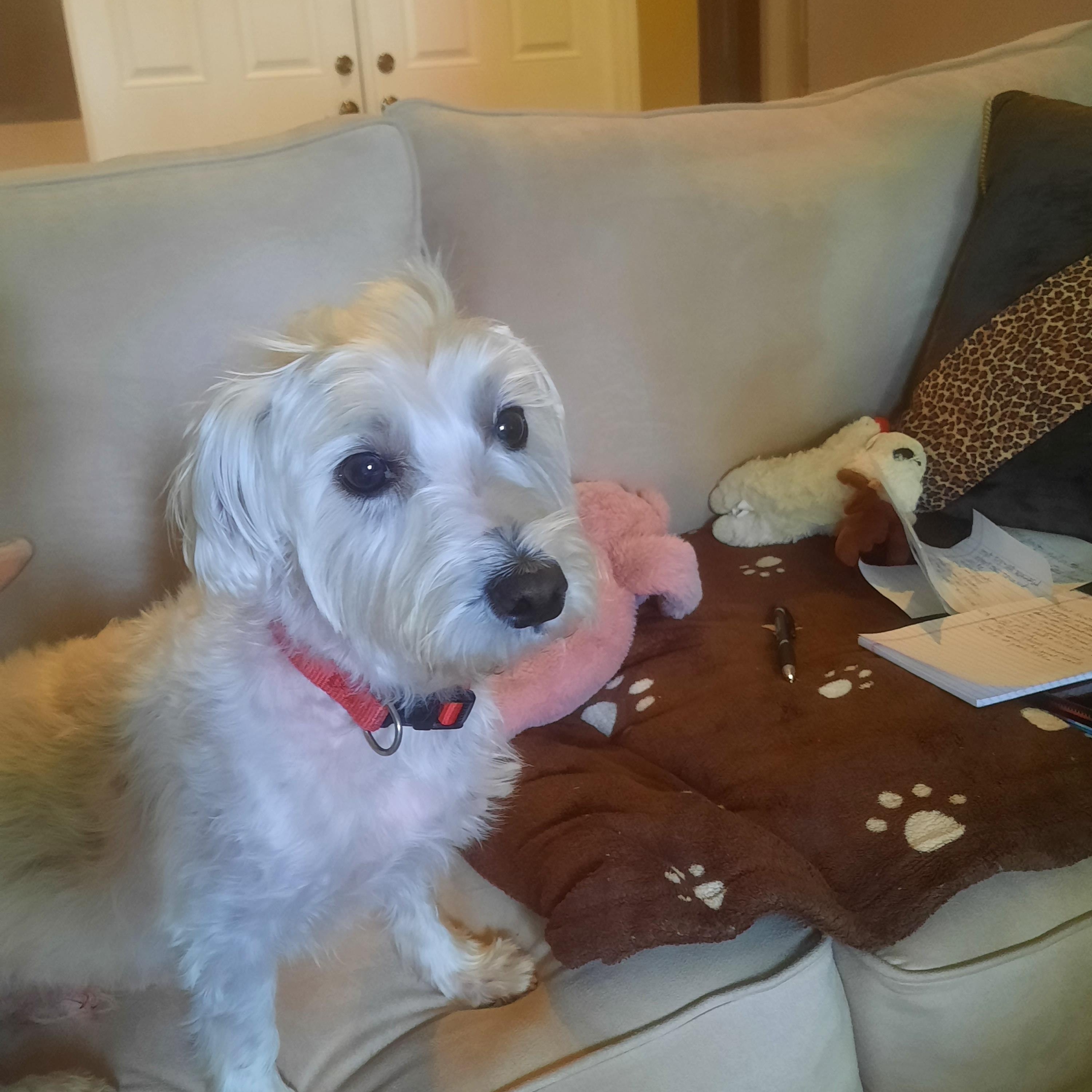 Newton, an adoptable Morkie in Bradenton, FL, 34208 | Photo Image 1