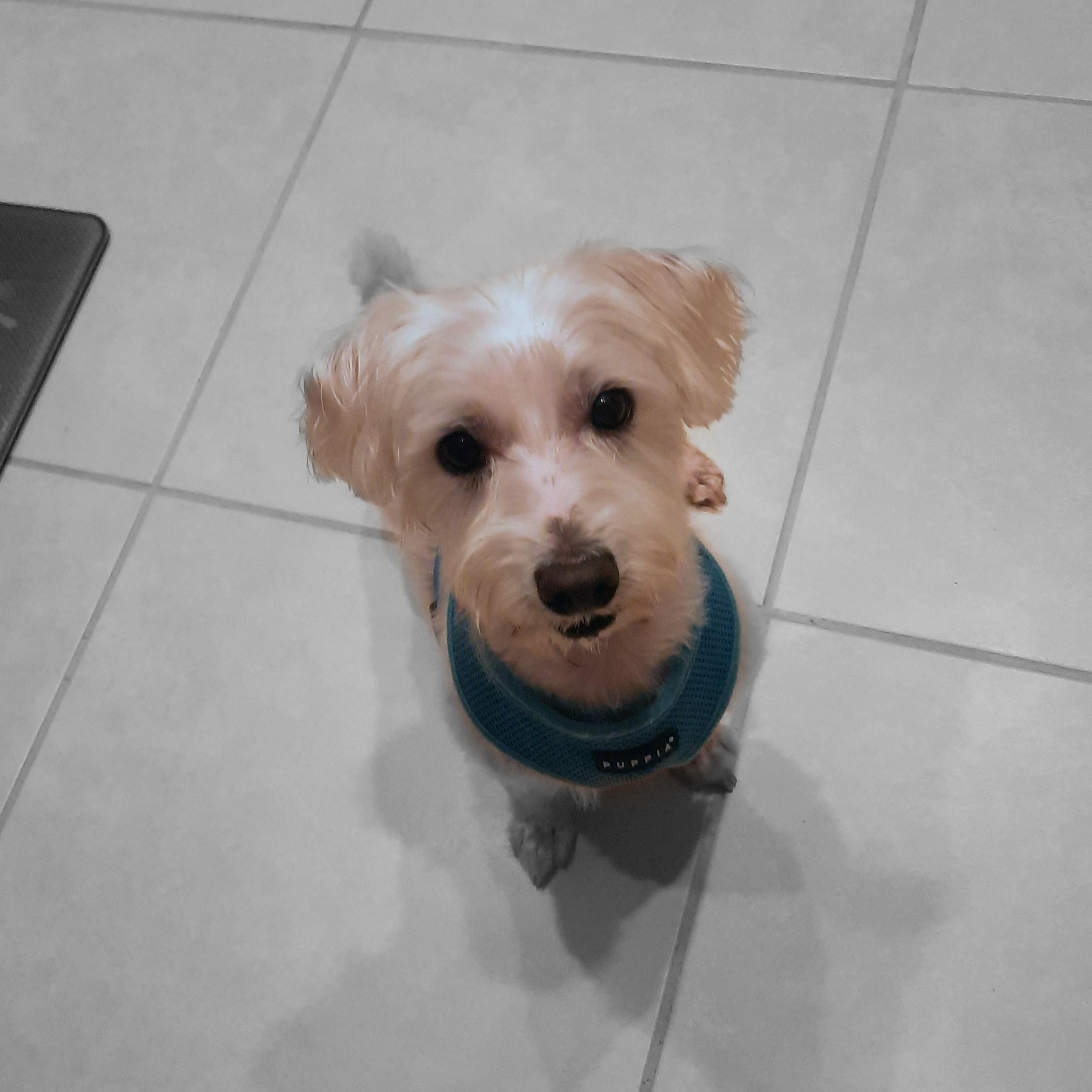Newton, an adoptable Morkie in Bradenton, FL, 34208 | Photo Image 3