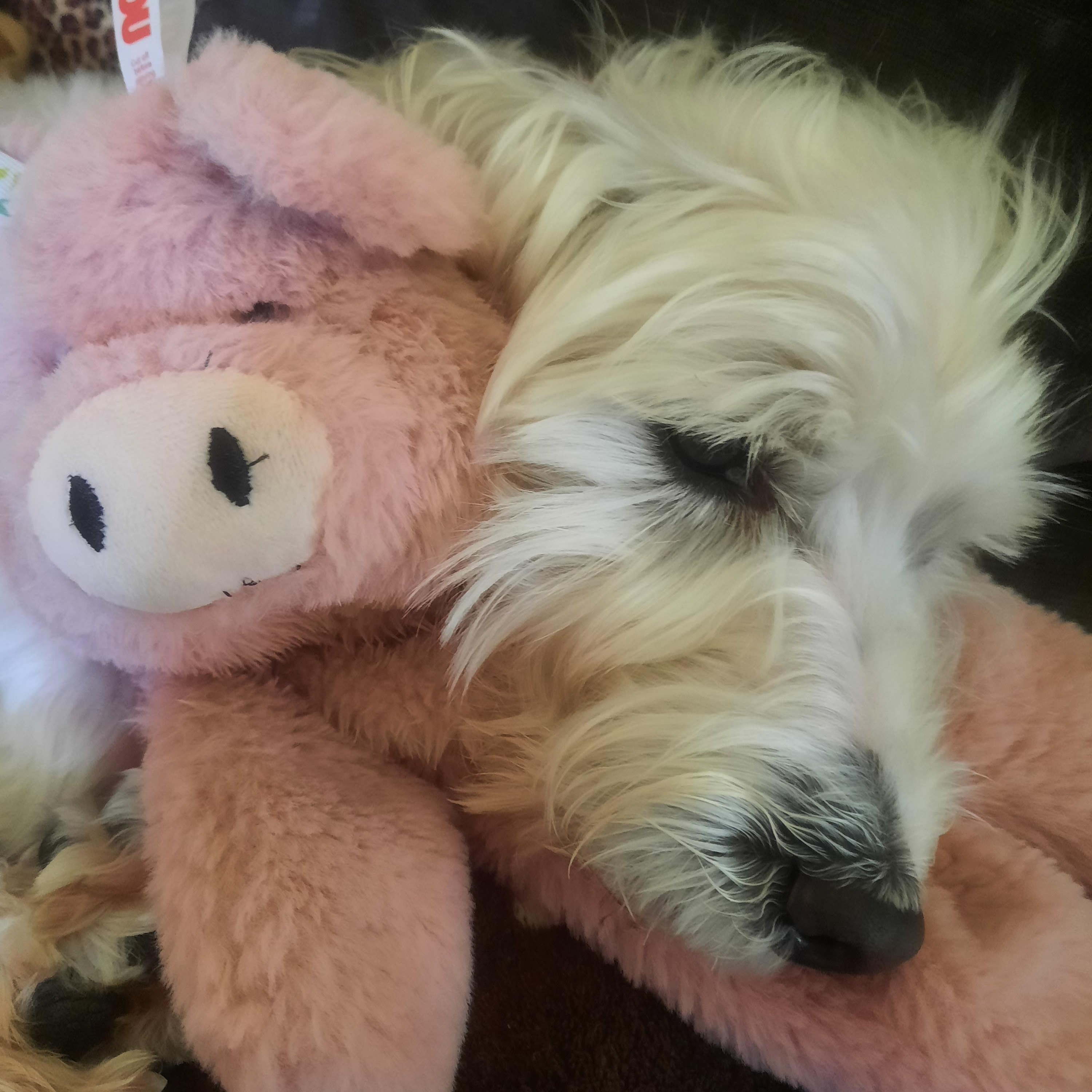 Newton, an adoptable Morkie in Bradenton, FL, 34208 | Photo Image 2