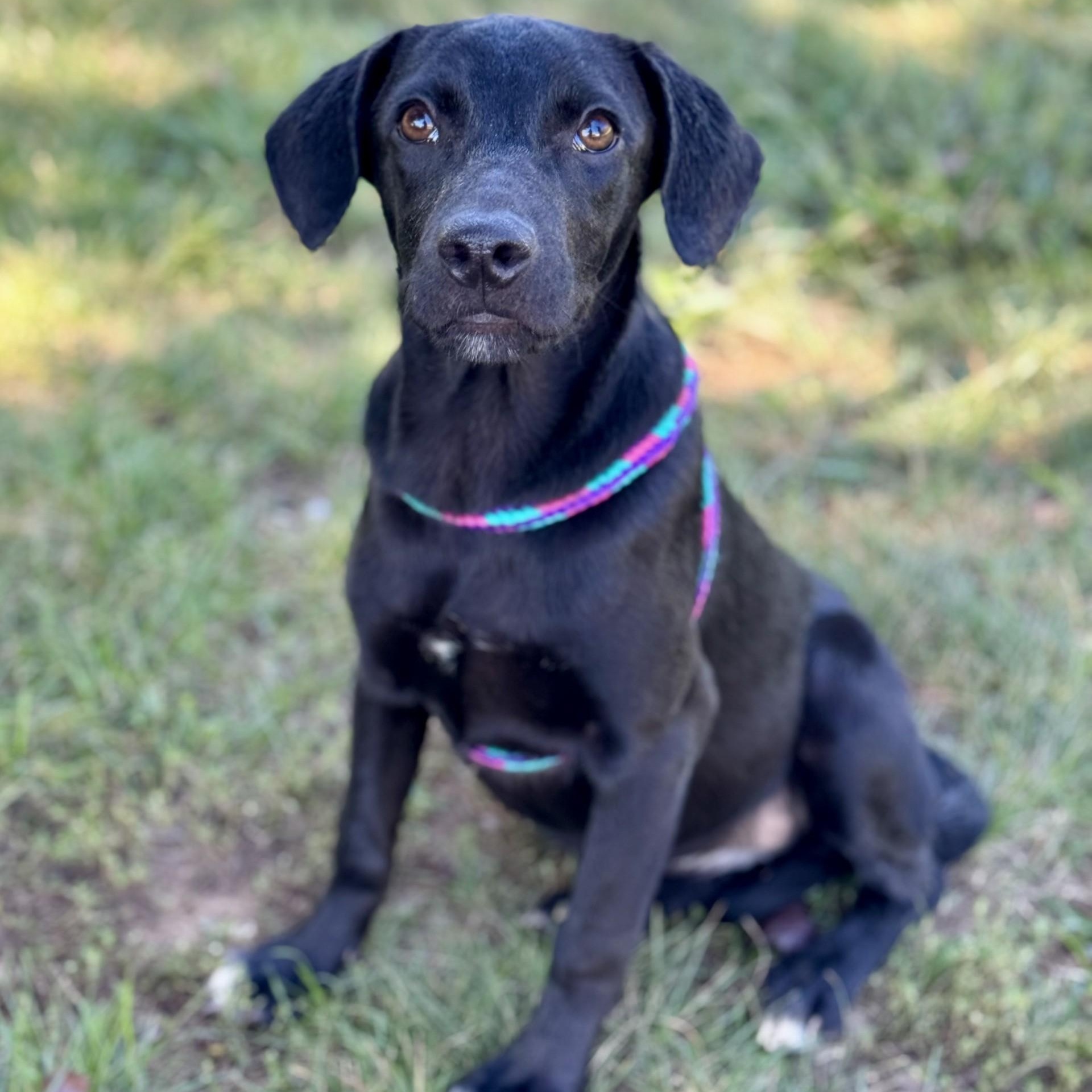 Zinnia Chester (CONC-A-8960)