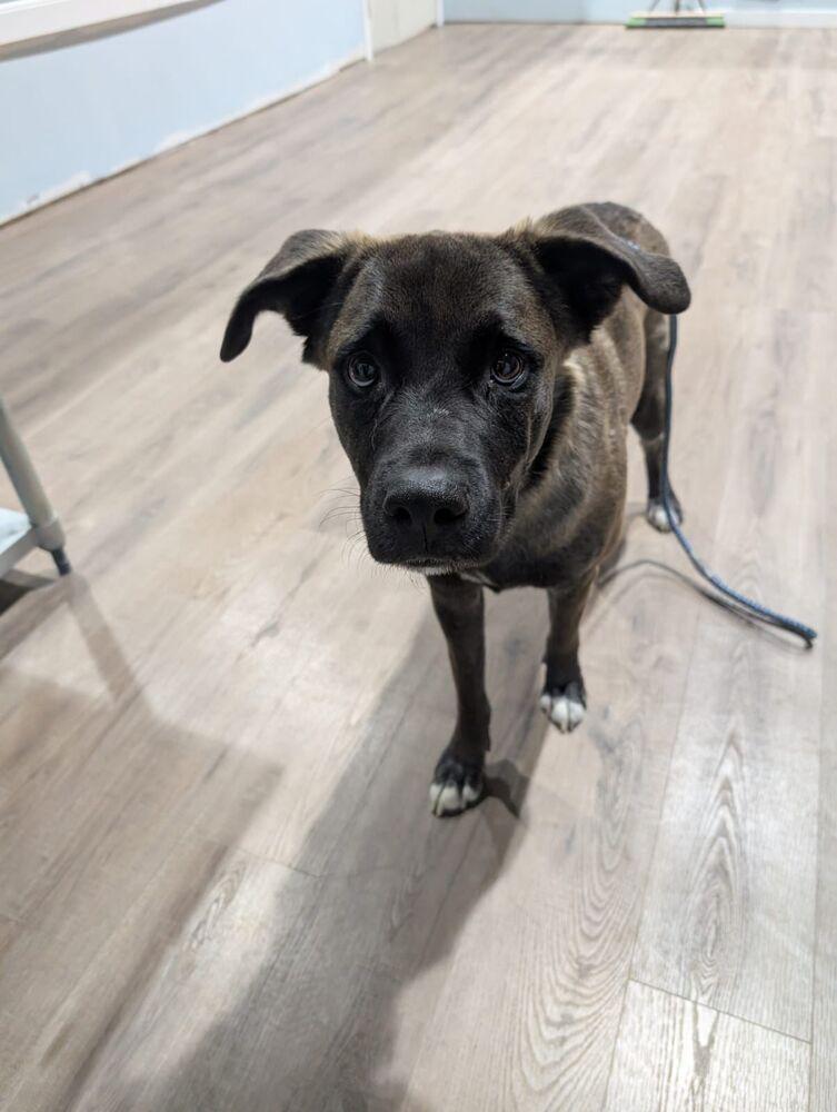 Enlarge J.R. (Jack), a Adoptable mixed breed in Calgary, AB image 1/1