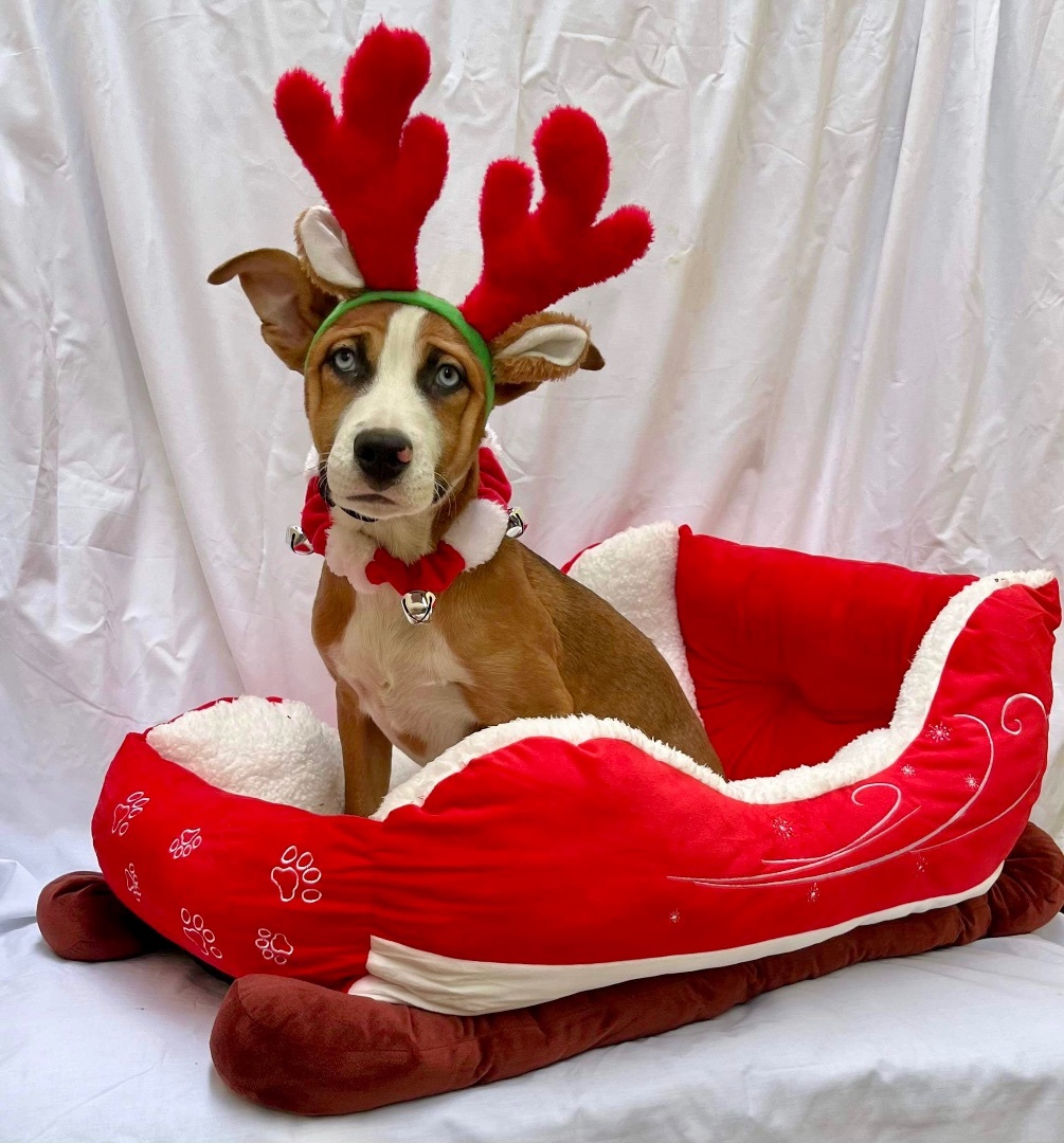 Walnut, Young Male Hound