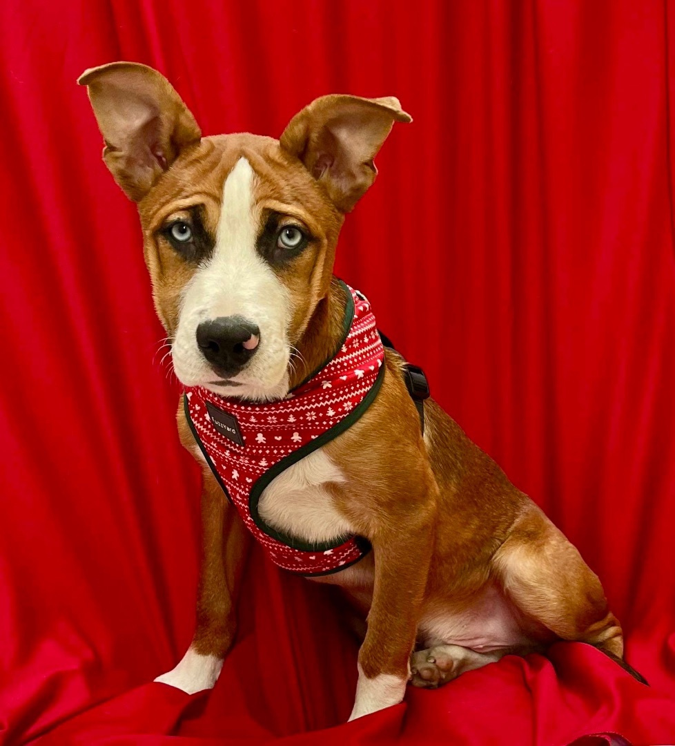 Walnut, a Adoptable mixed breed in Griswold, CT image 3/5