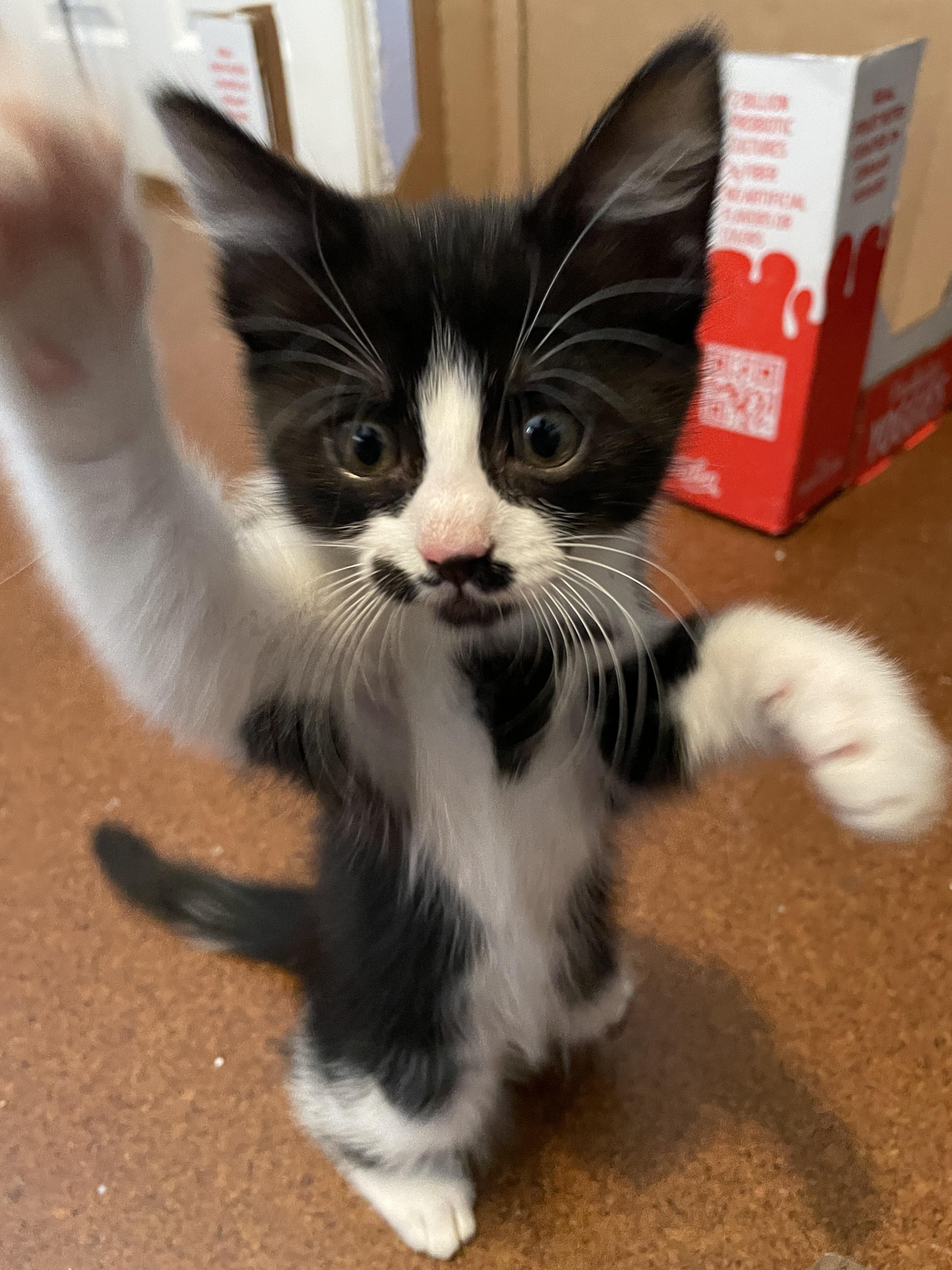 Little Lady & Little Man, a Adopted American Shorthair in Silverdale, WA image 2/6