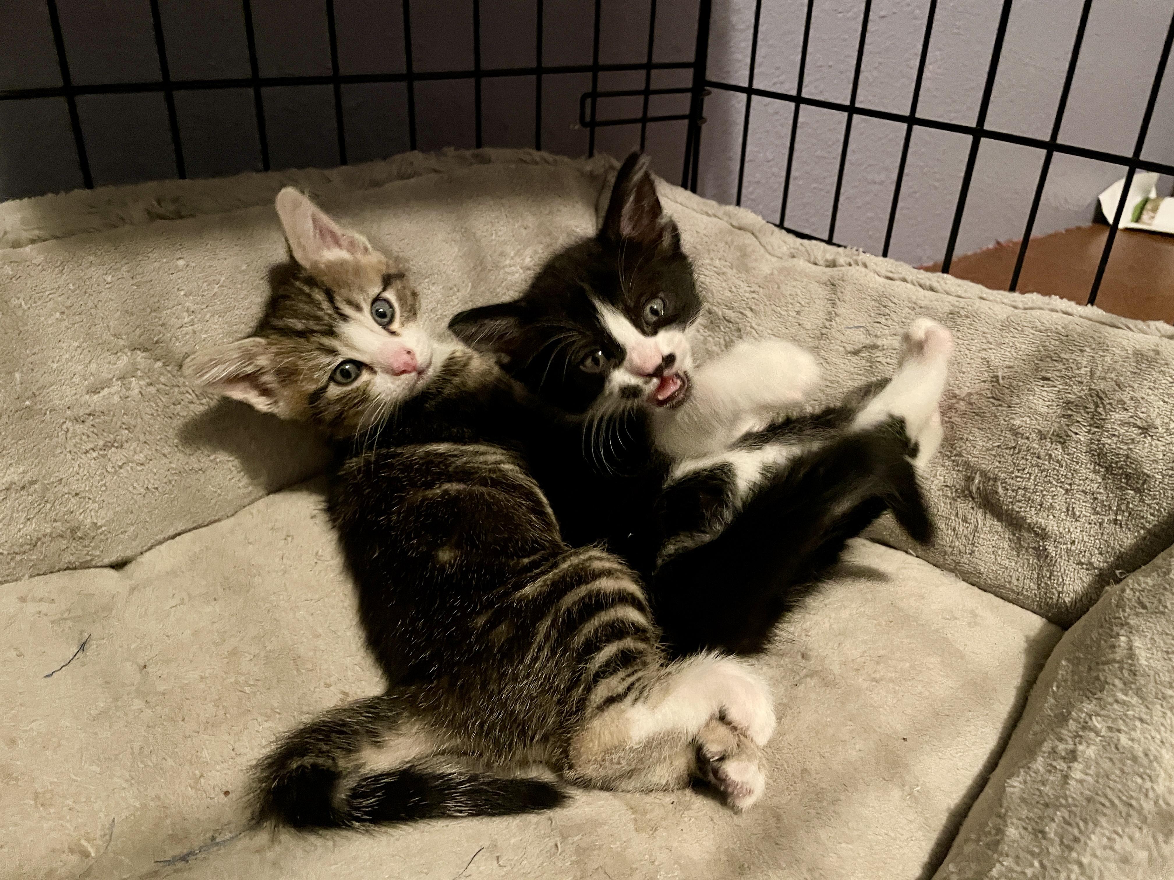 Little Lady & Little Man, Adopted, Kitten Female American Shorthair.