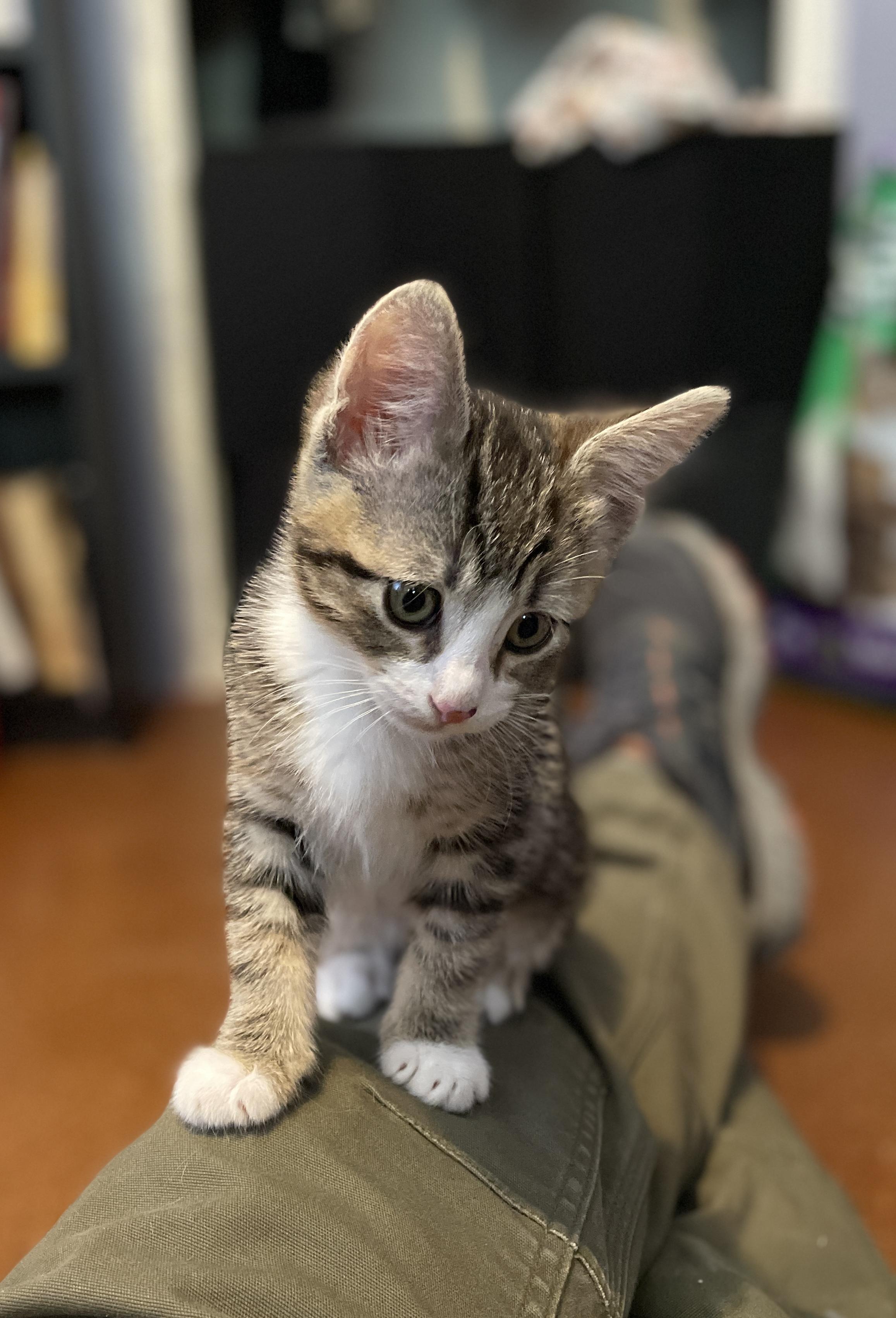 Little Lady & Little Man 4