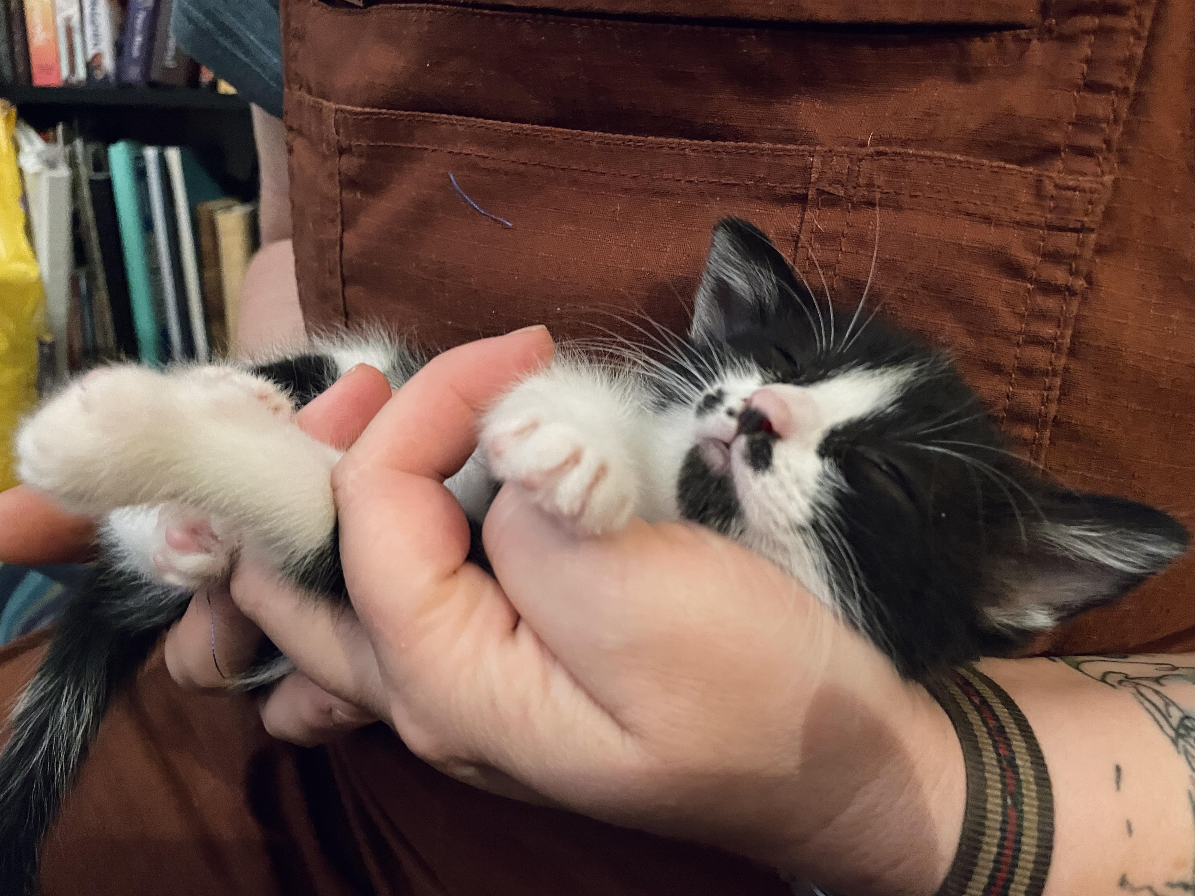 Little Lady & Little Man, a Adopted American Shorthair in Silverdale, WA image 5/6