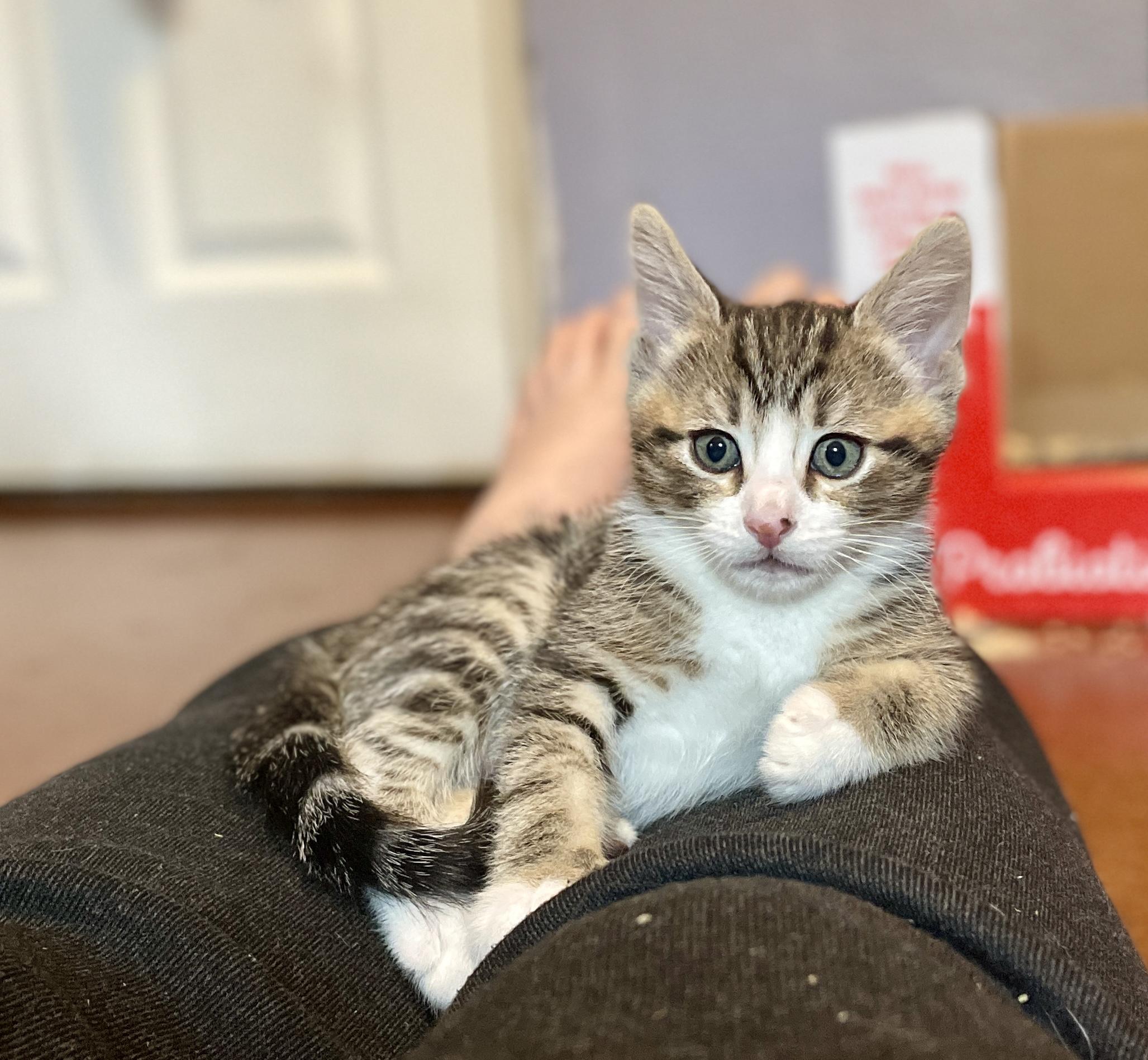 Little Lady & Little Man, a Adopted American Shorthair in Silverdale, WA image 6/6