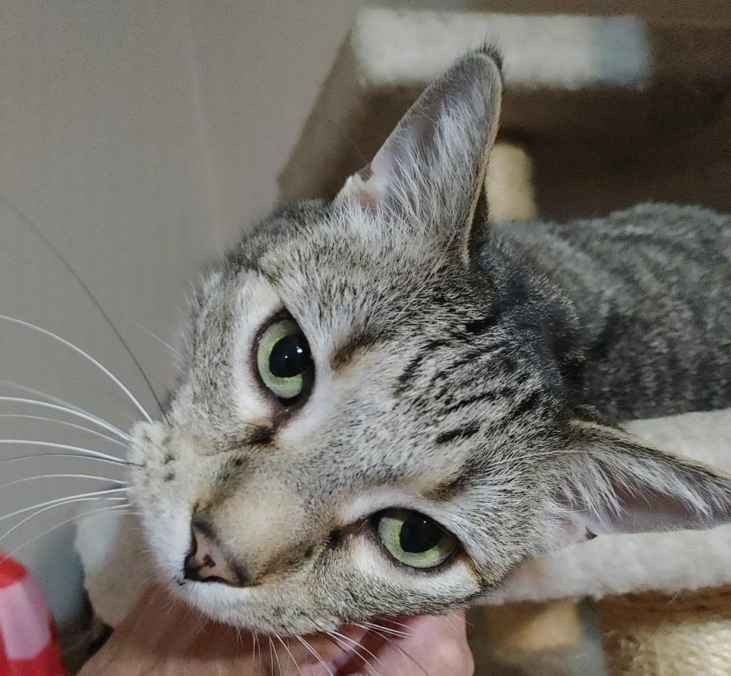 Max, Adoptable, Senior Male Domestic Short Hair.