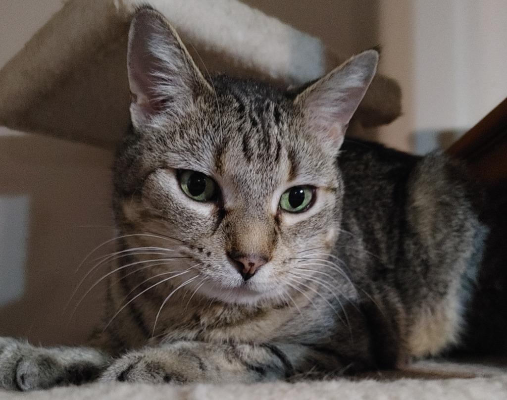 Max, Adoptable, Senior Male Domestic Short Hair.