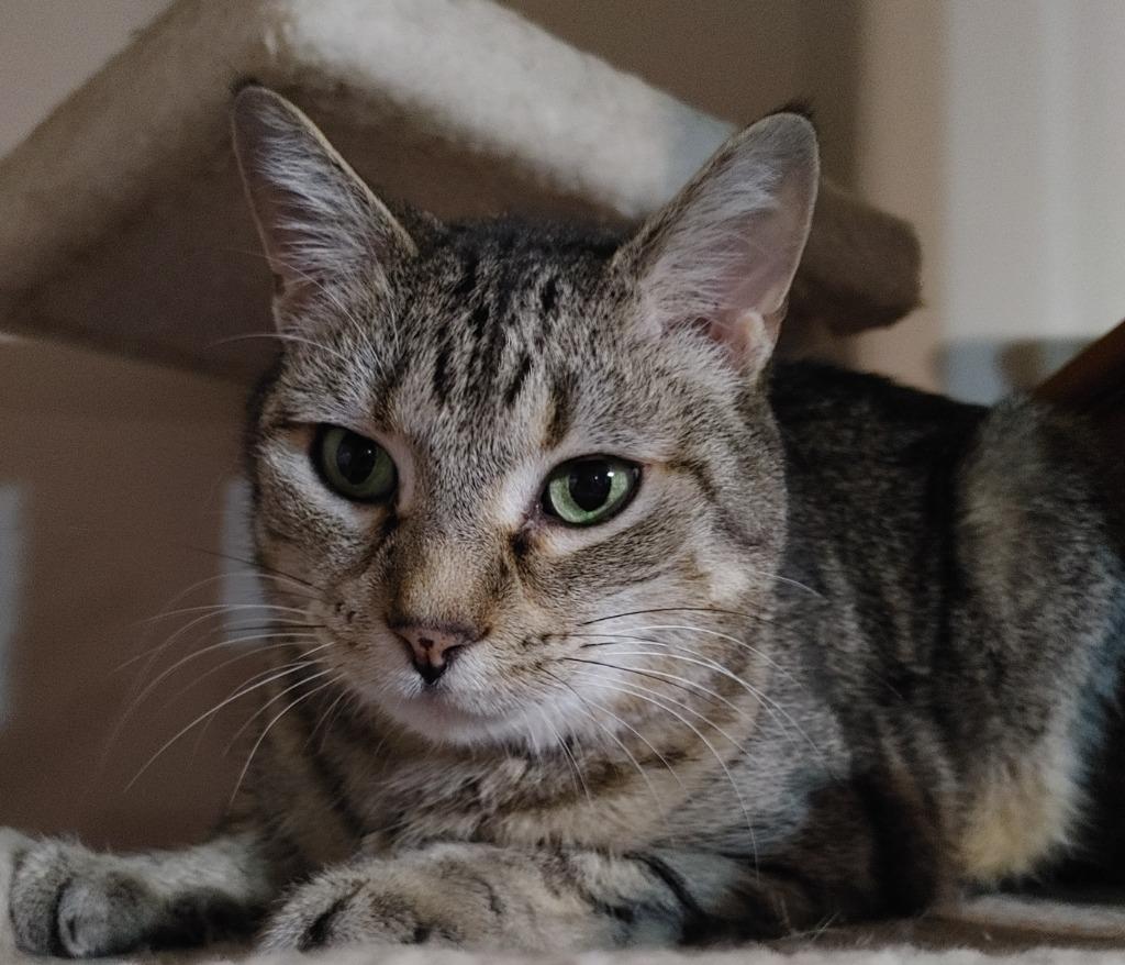 Enlarge Max, a Adoptable mixed breed in Merriam, KS image 3/3