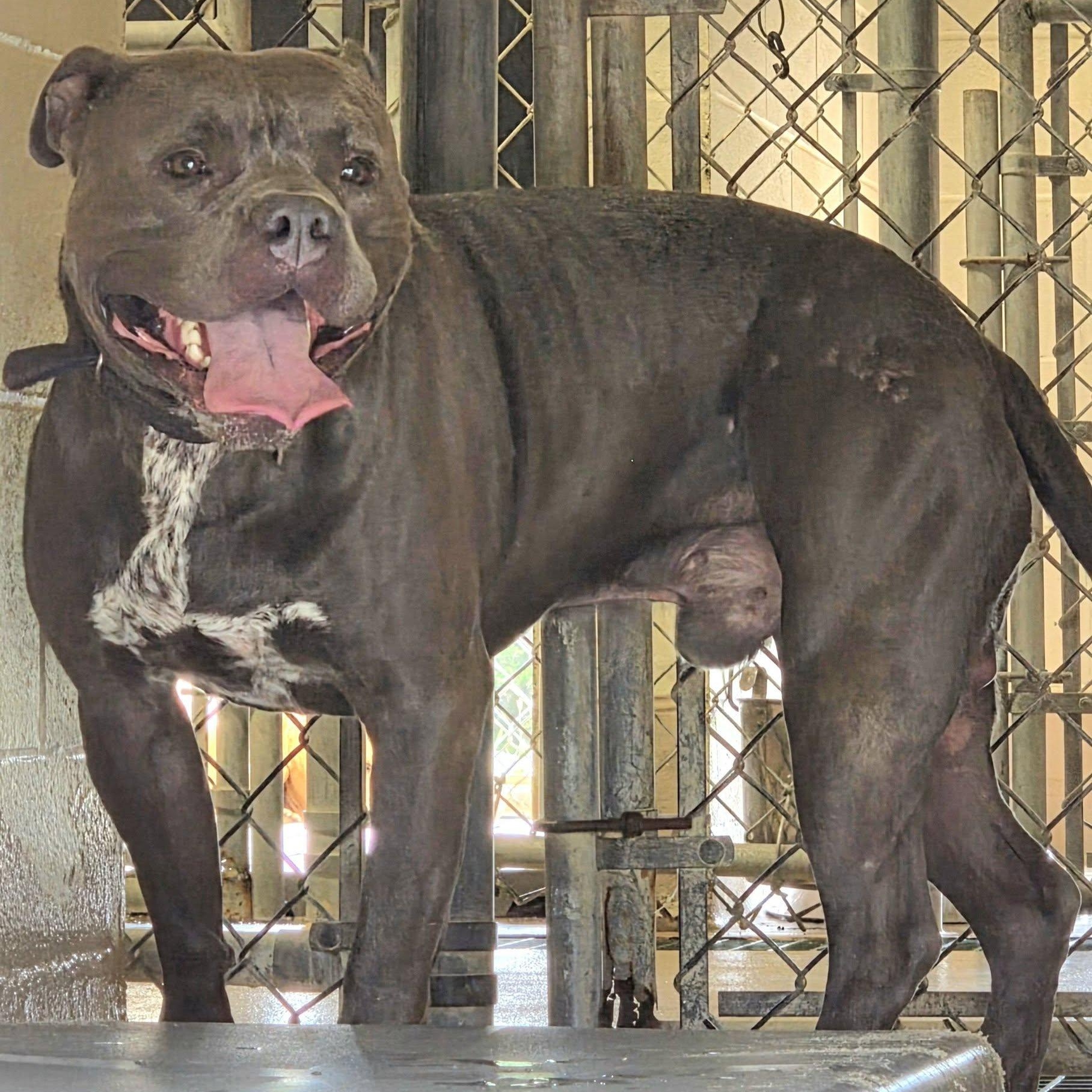 Mack, a ADOPTABLE mixed breed in Danville, VA image 2/3