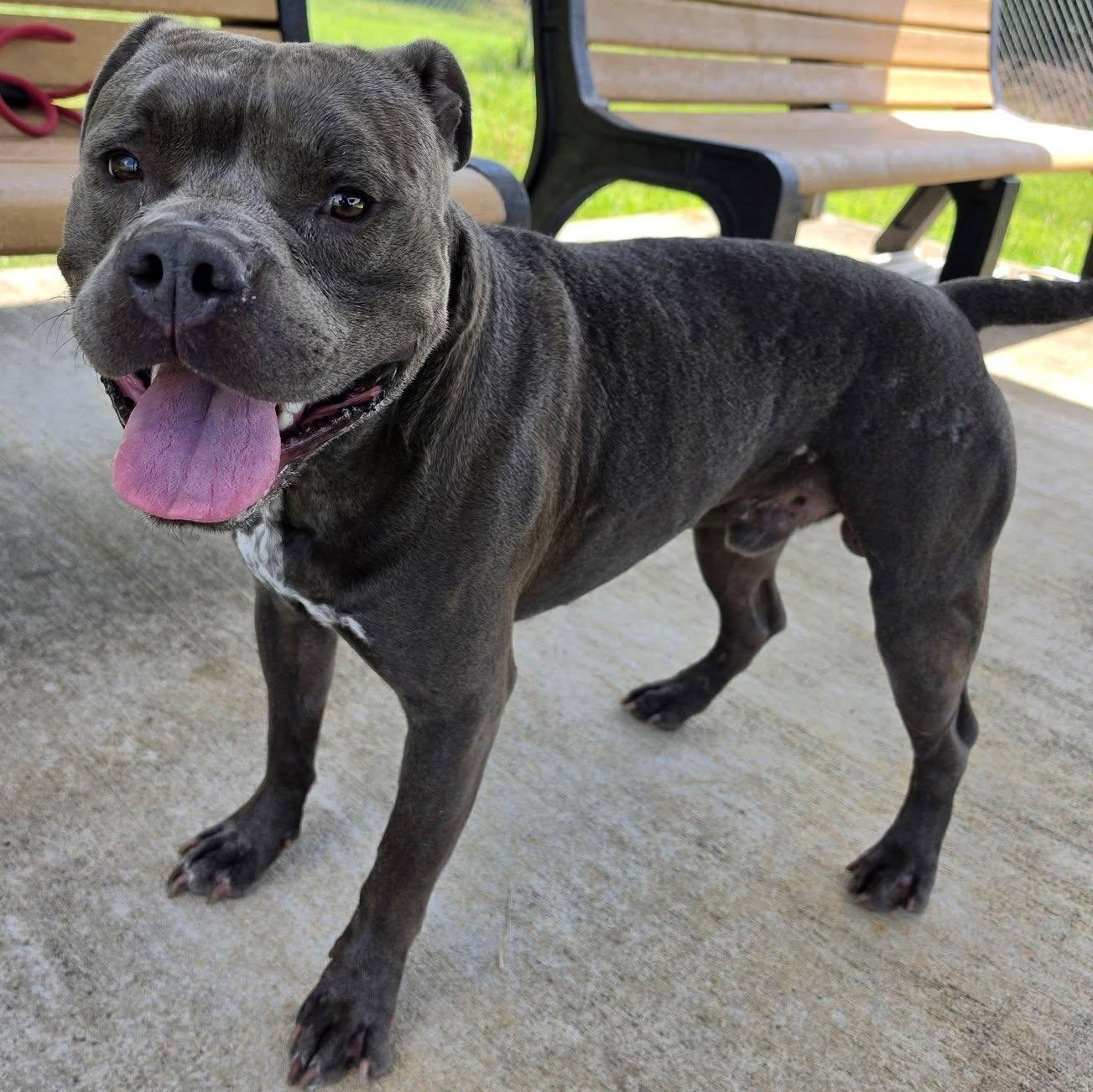 Mack, ADOPTABLE, Adult Male Pit Bull Terrier.