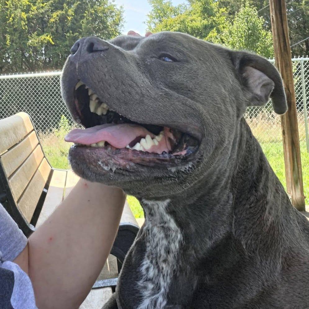 Mack, a ADOPTABLE mixed breed in Danville, VA image 3/3