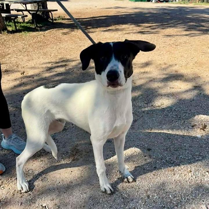 Bandit, Adoptable, Young Male German Shorthaired Pointer & Mixed Breed.