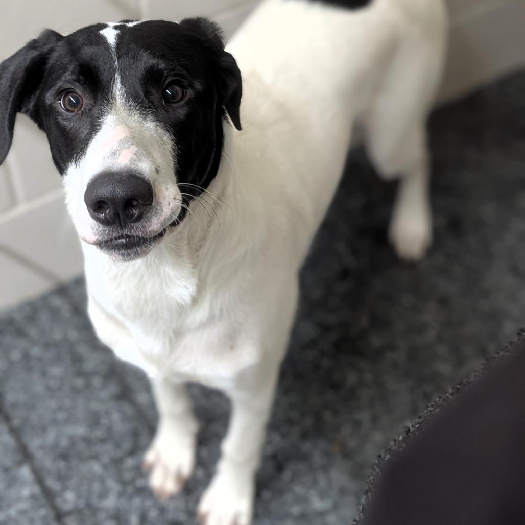 Enlarge Bandit, a Adoptable mixed breed in Buchanan Dam, TX image 2/4
