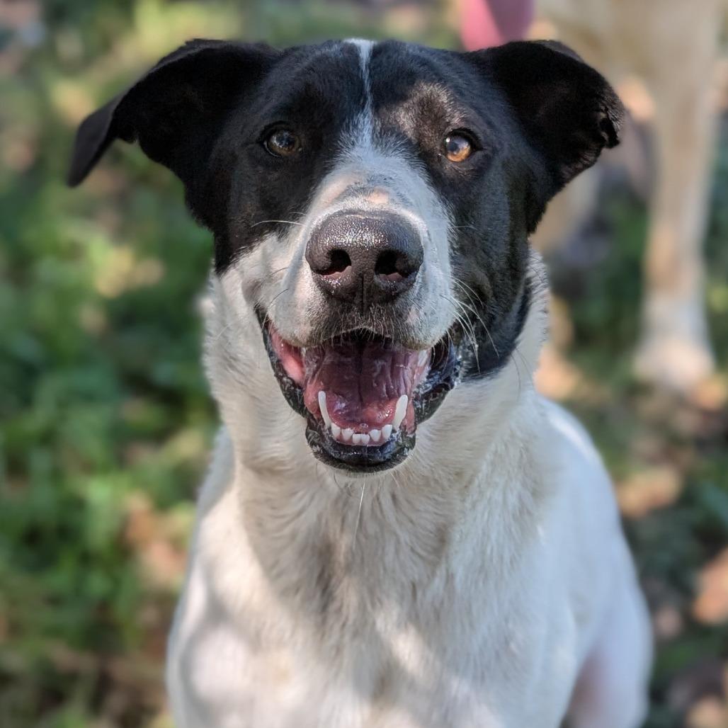 Enlarge Bandit, a Adoptable mixed breed in Buchanan Dam, TX image 3/4