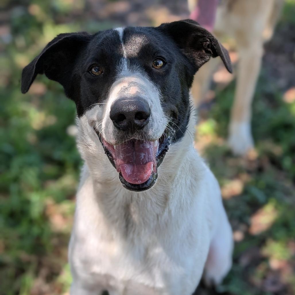 Enlarge Bandit, a Adoptable mixed breed in Buchanan Dam, TX image 4/4