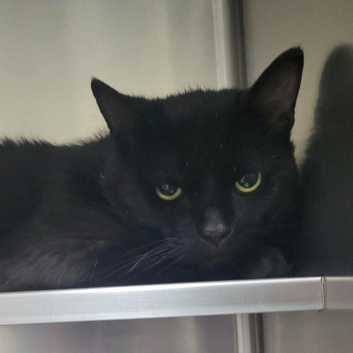 Draconis, Adoptable, Adult Male Domestic Short Hair.