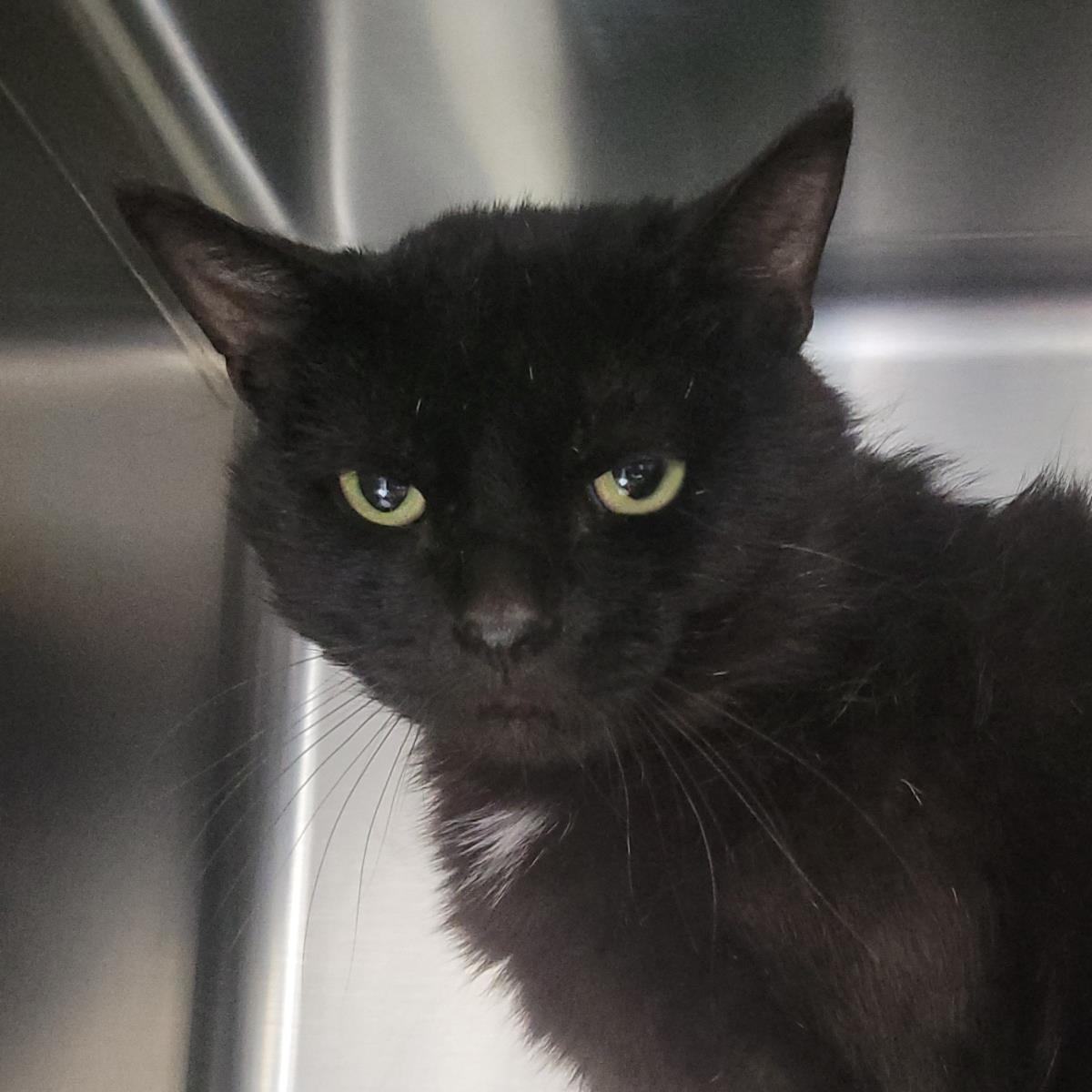 Draconis, a Adoptable Domestic Short Hair in Plover, WI image 2/3