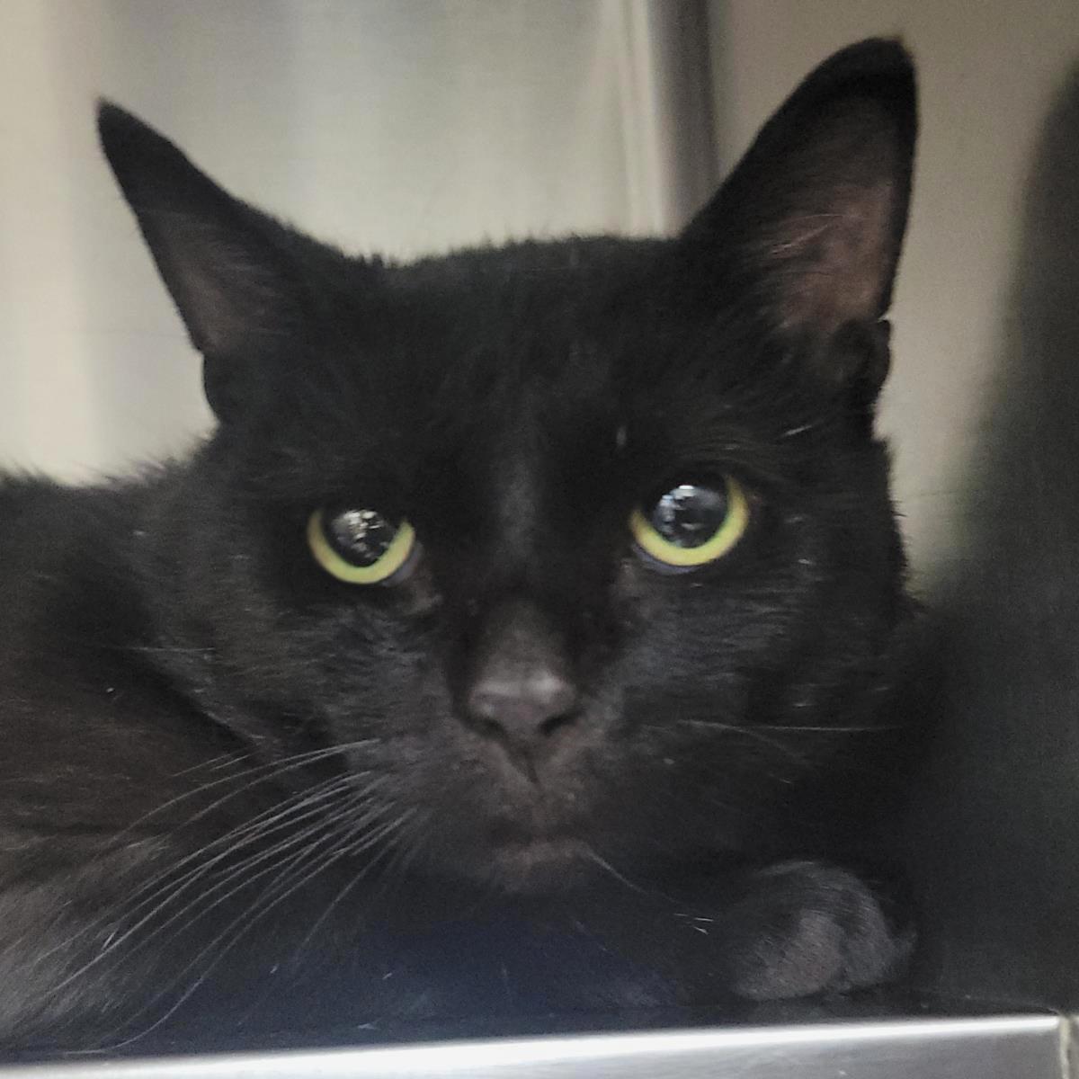 Draconis, a Adoptable Domestic Short Hair in Plover, WI image 3/3